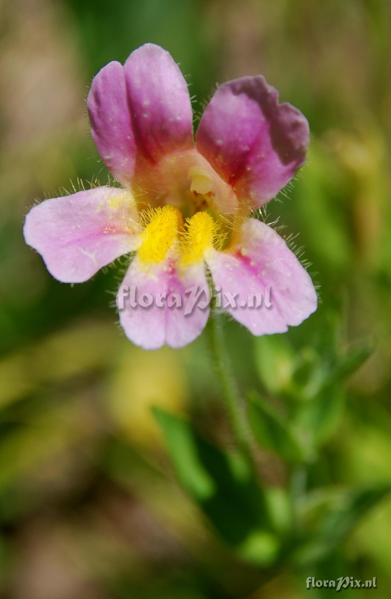 Mimulus lewisii