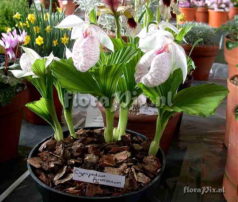 Cypripedium formosanum