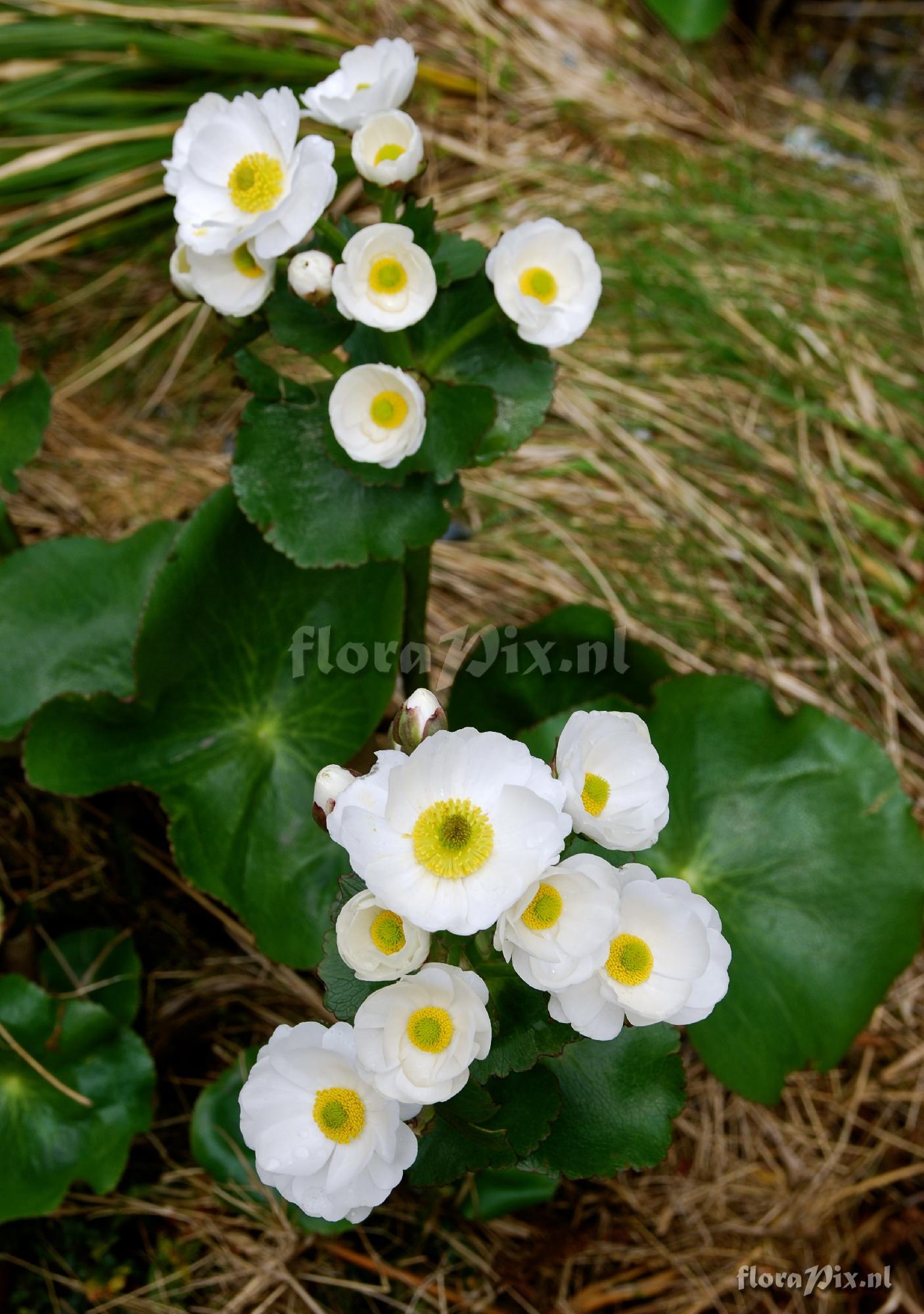 Ranunculus lyallii