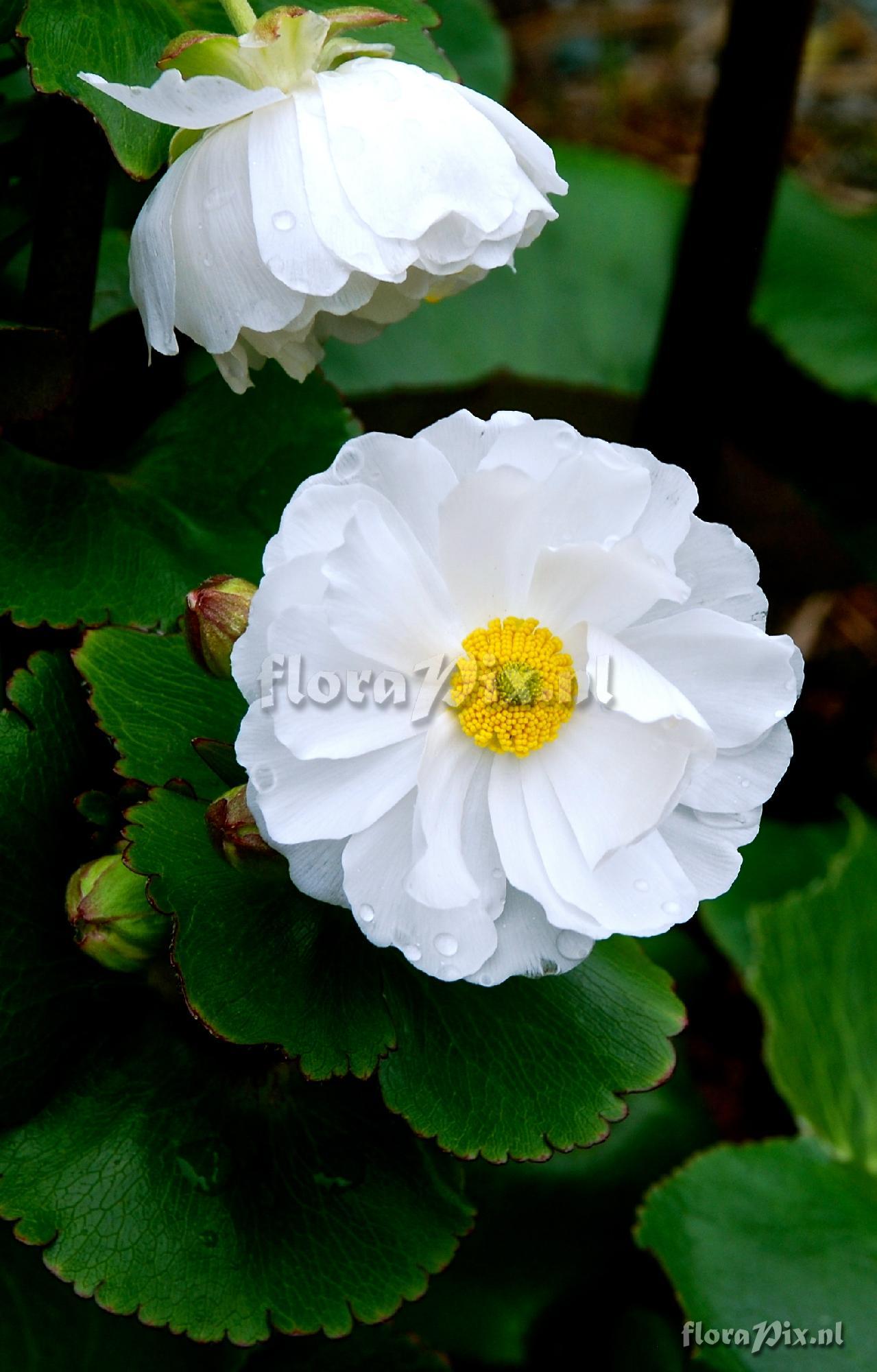 Ranunculus lyallii