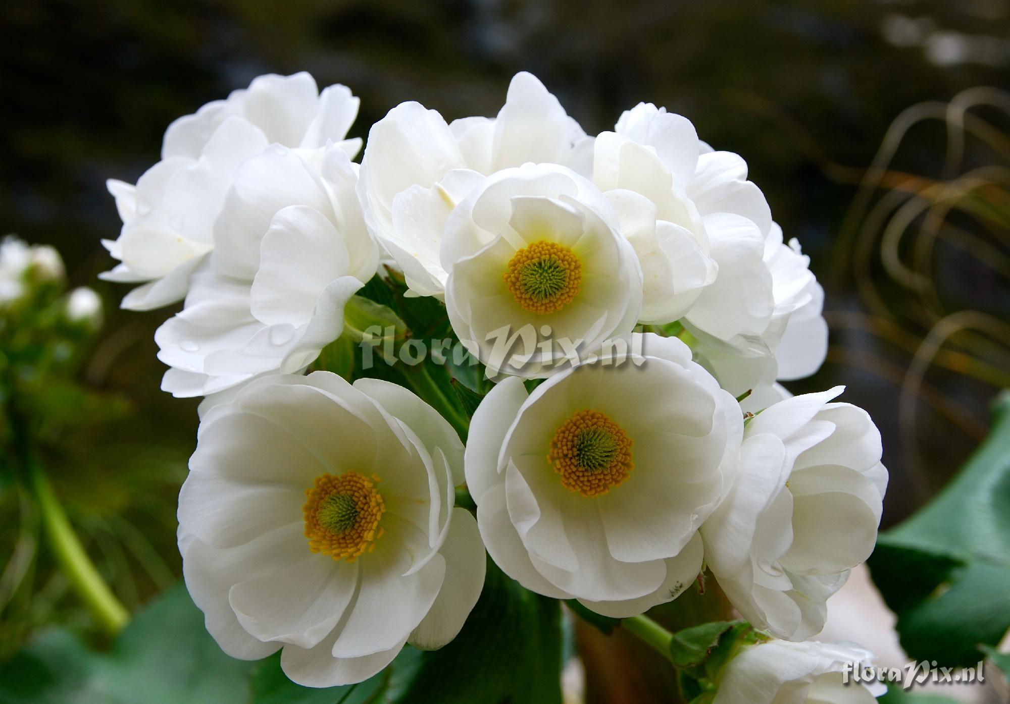 Ranunculus lyallii