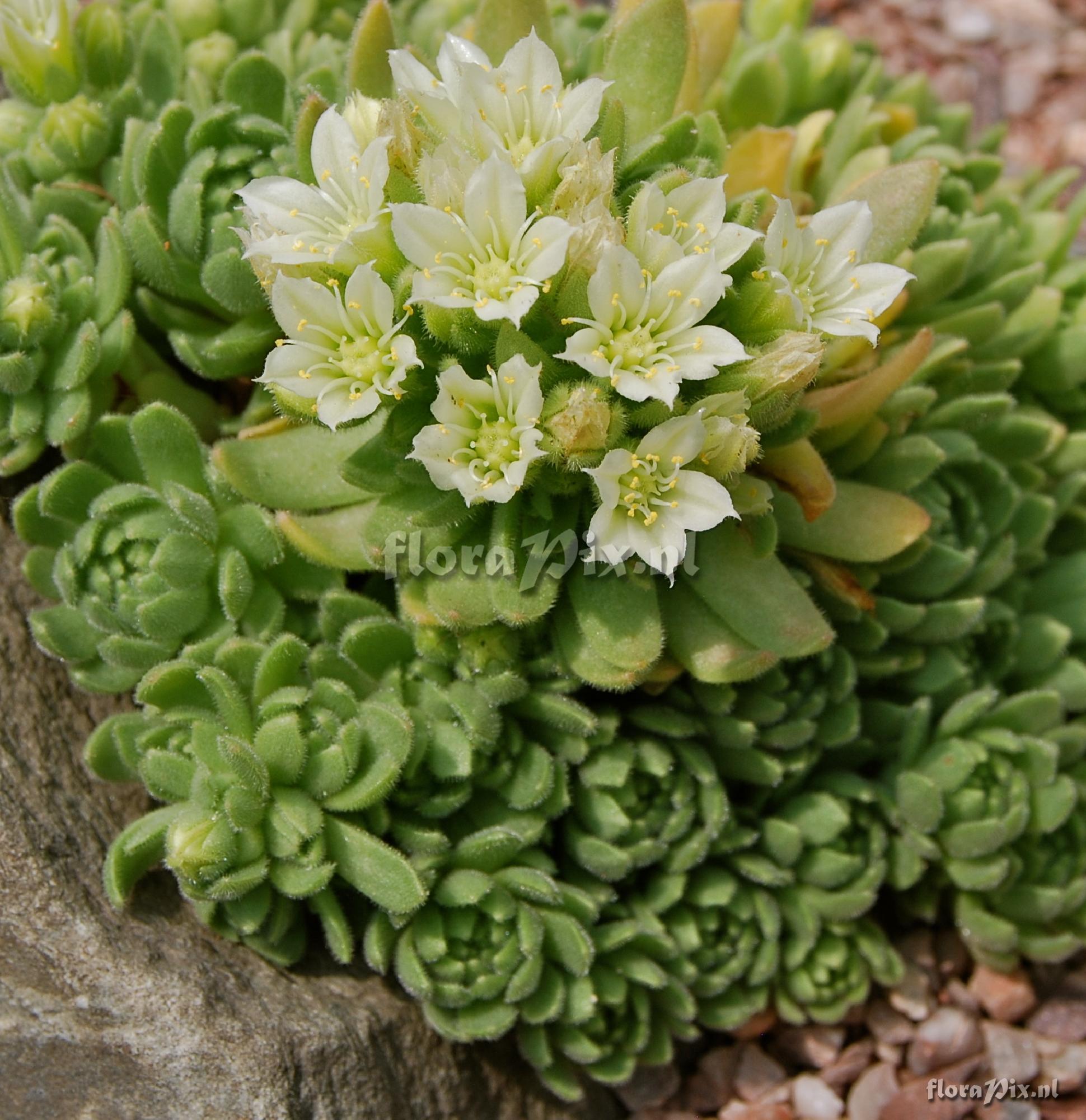 Rosularia chrysantha