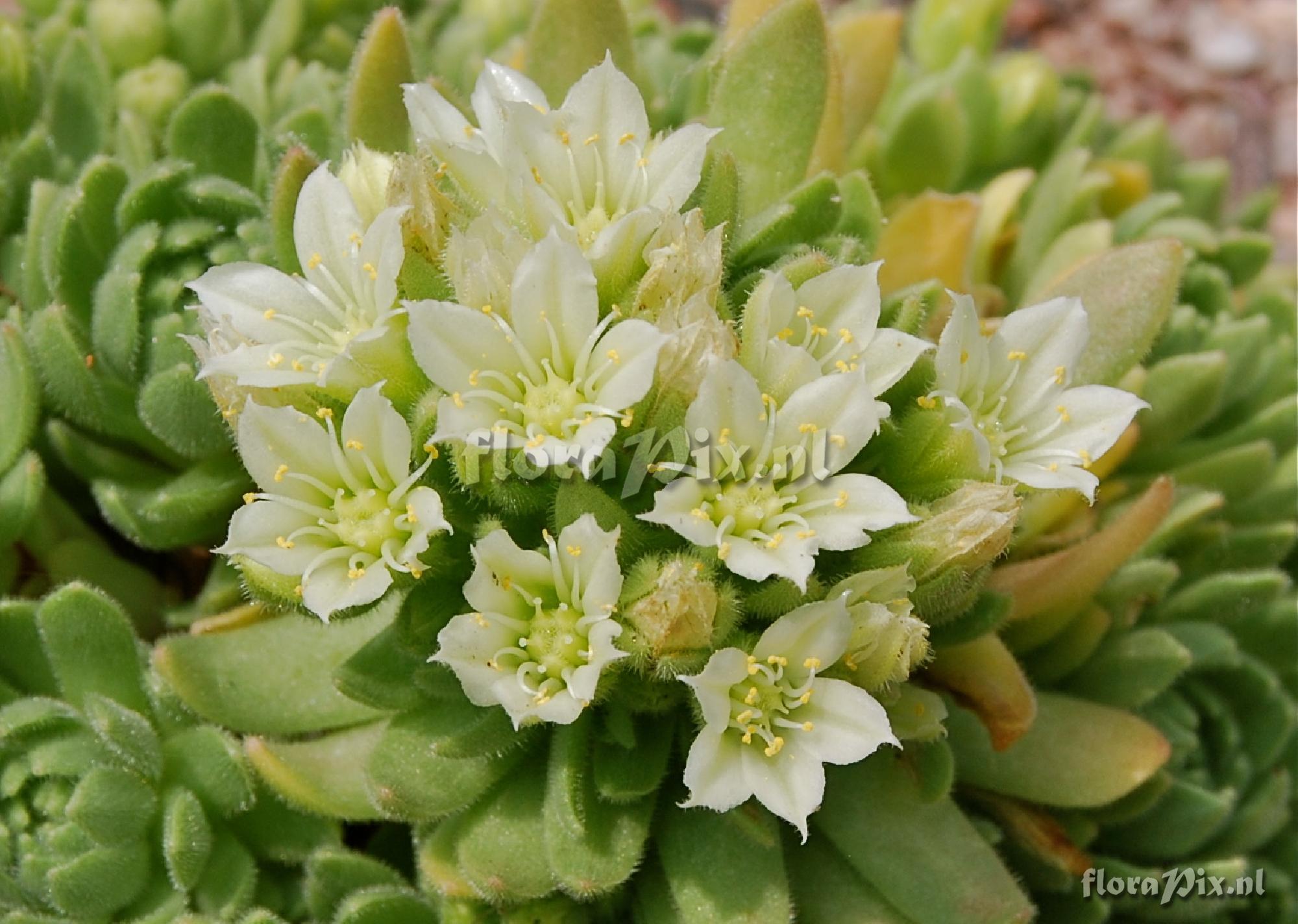 Rosularia chrysantha