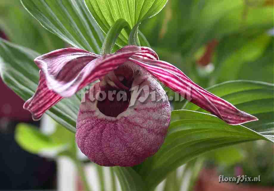 Cypripedium franchettii