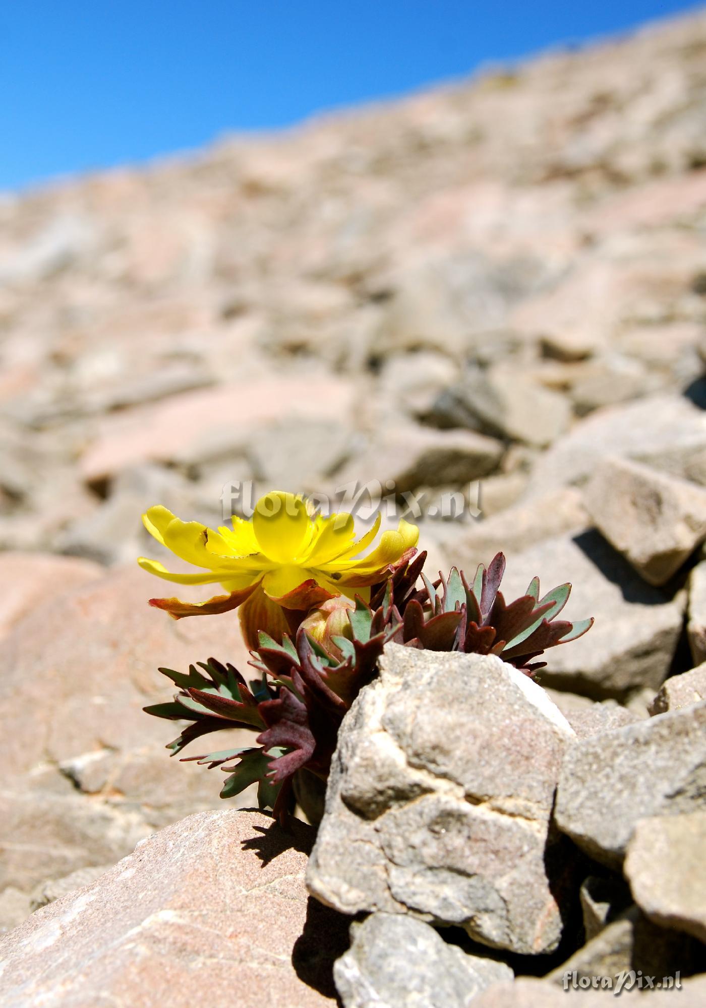 Ranunculus haastii