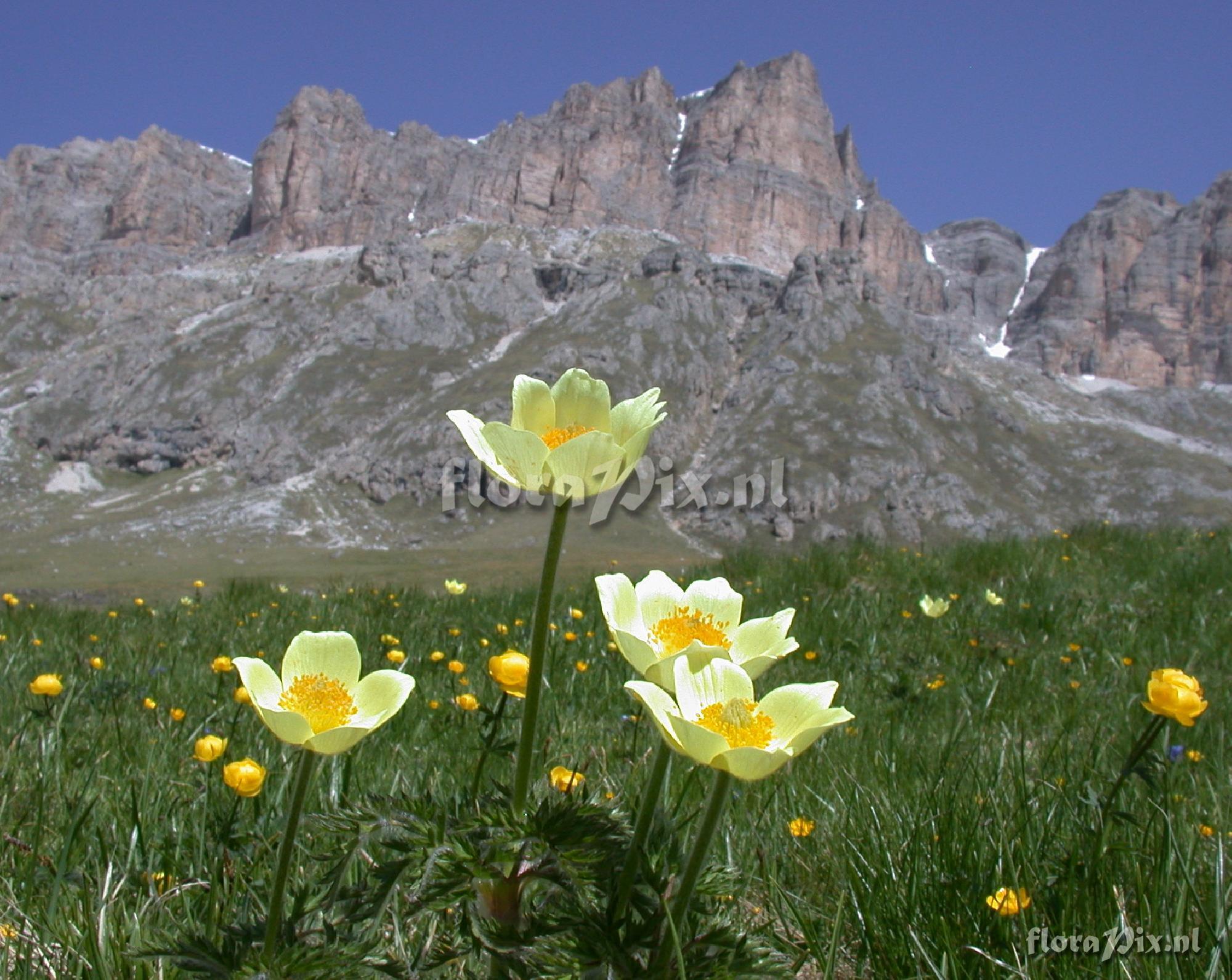 Pulsatilla alpina ssp. apiifolia