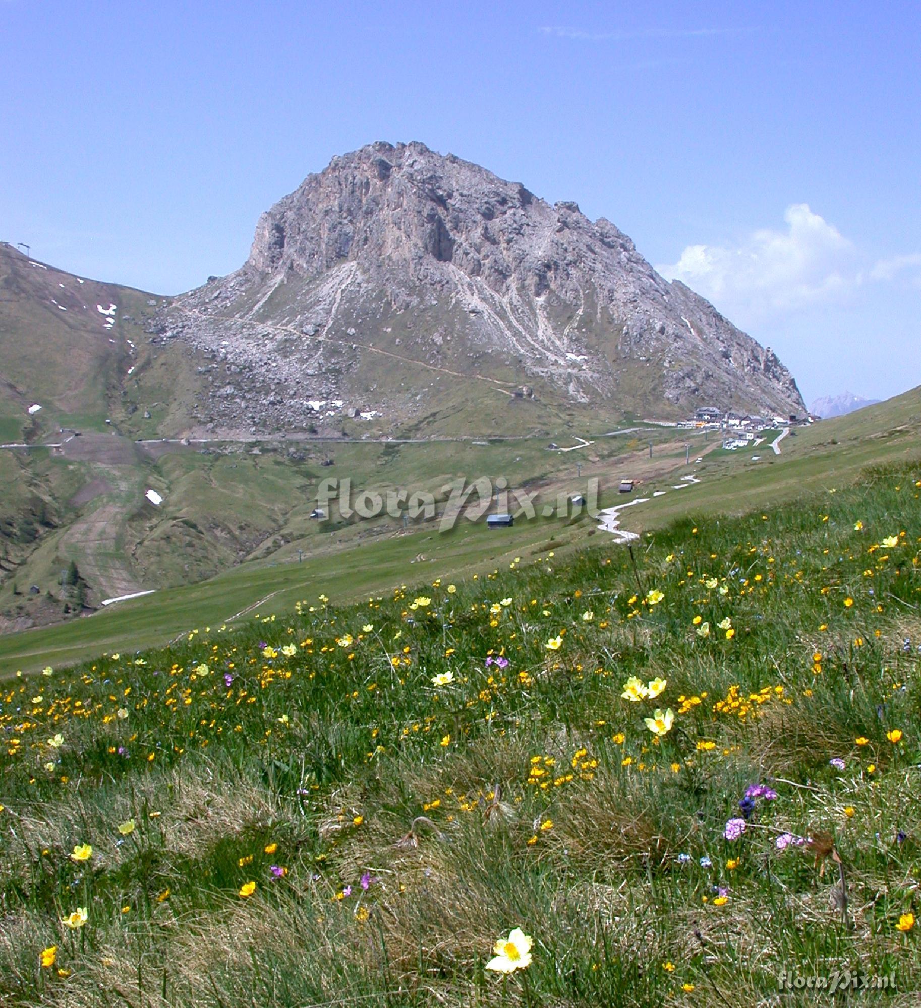 Pulsatilla alpina ssp. apiifolia