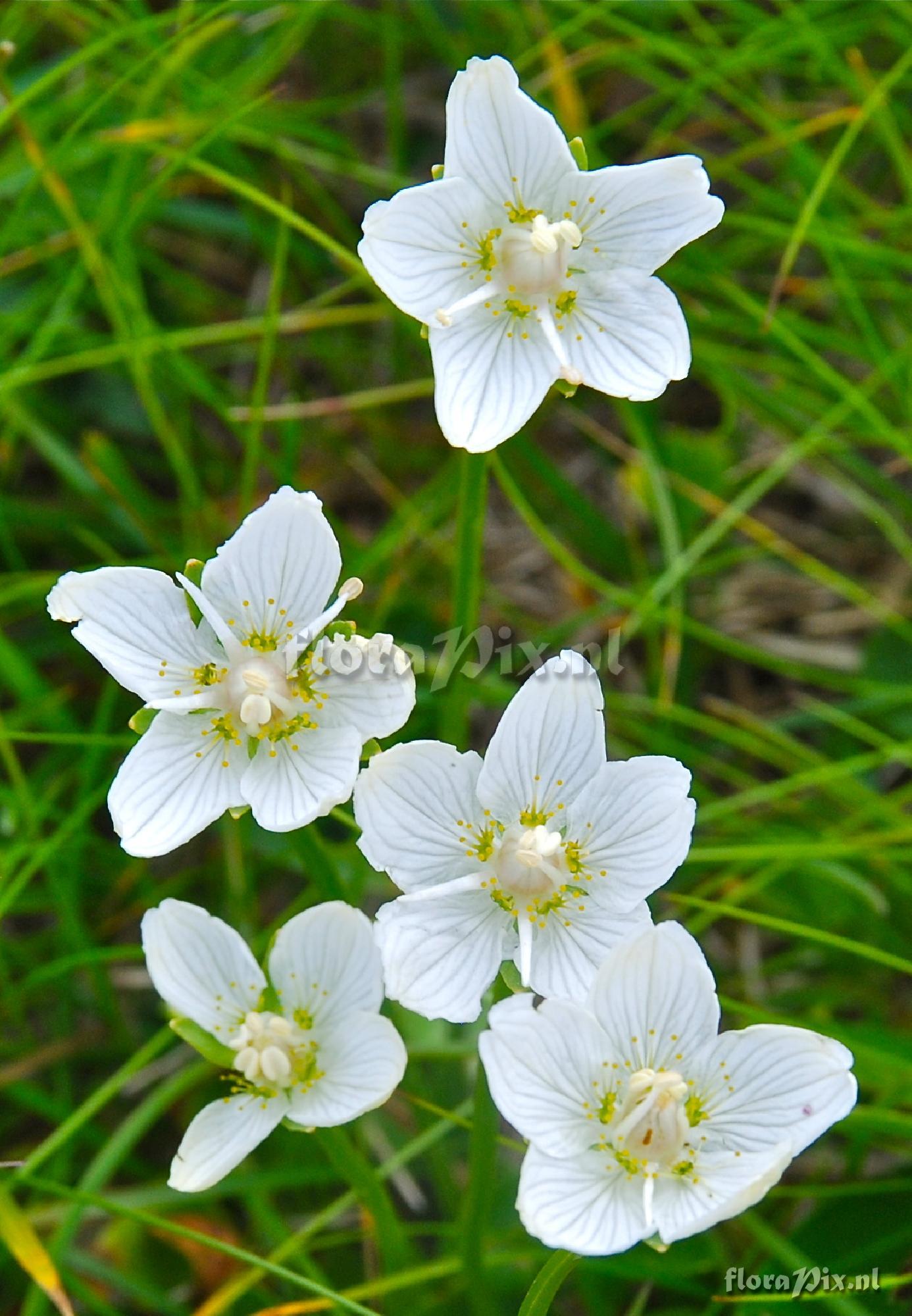 Parnassia palustris