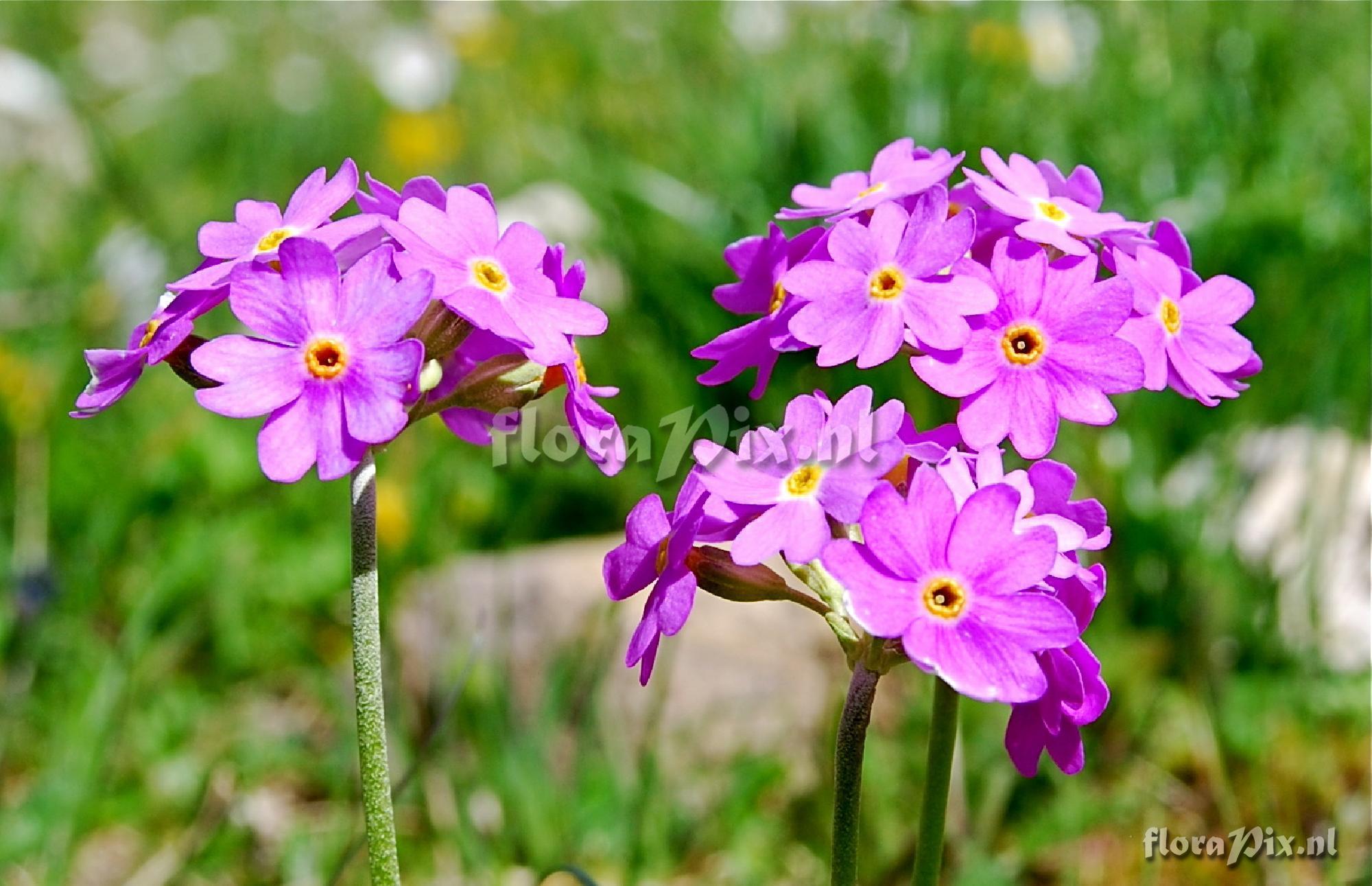 Primula farinosa