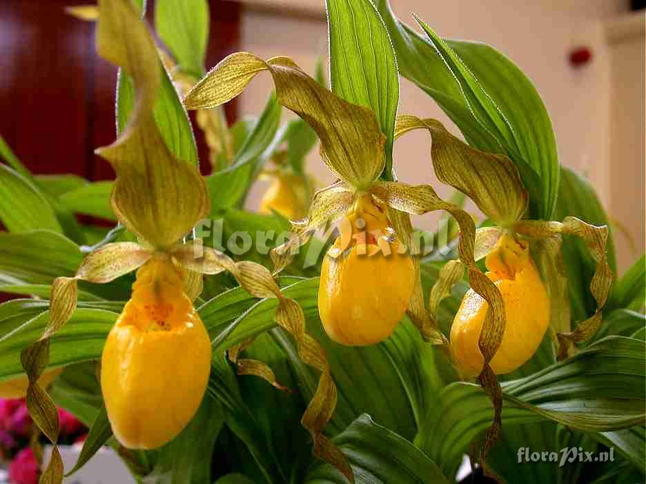 Cypripedium parviflorum ssp pubescens