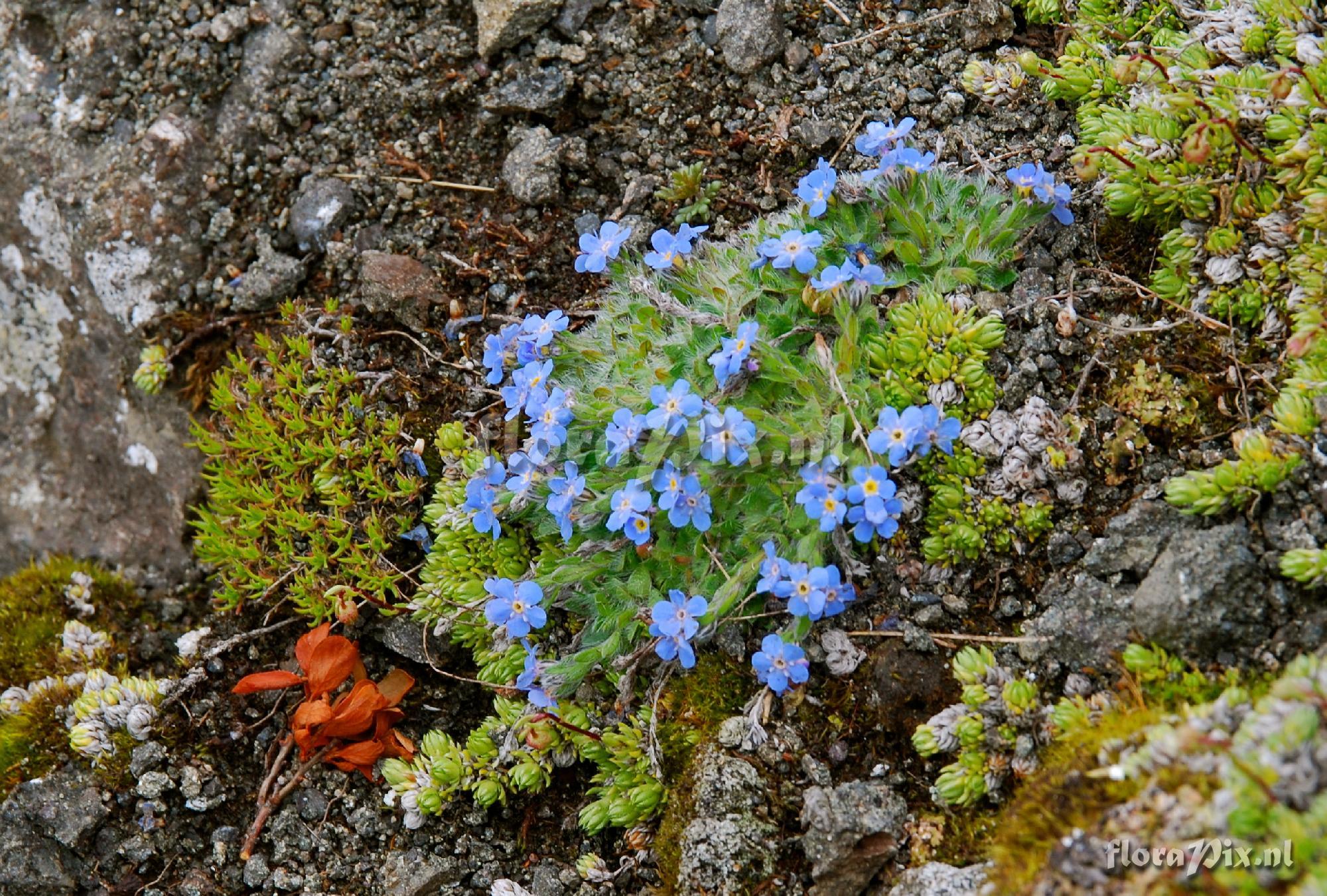 Eritrichium nanum