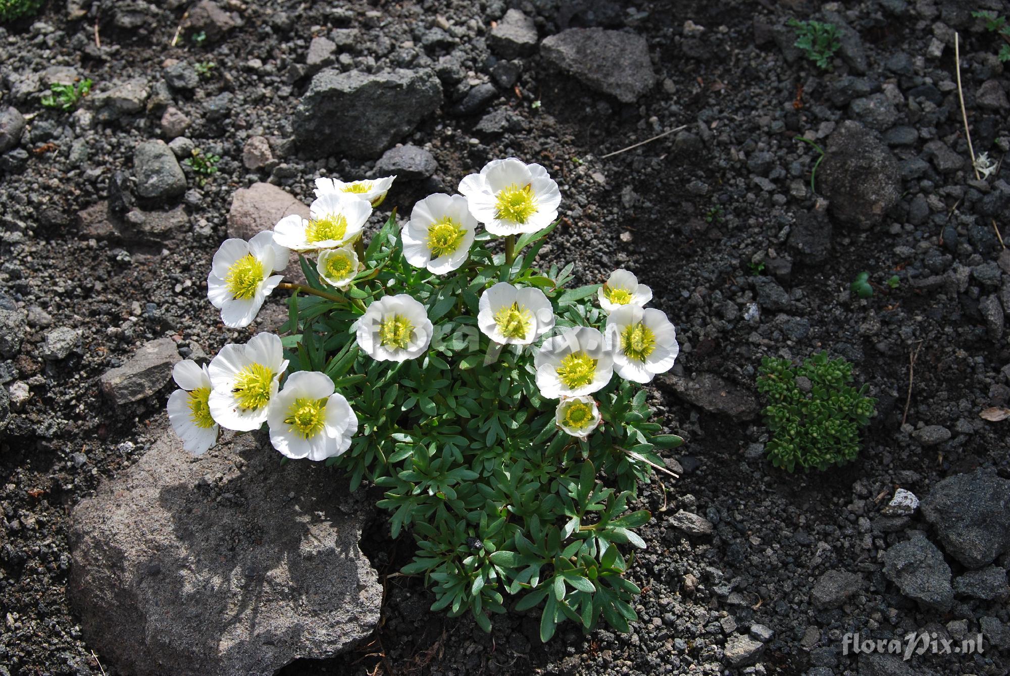 Ranunculus glacialis