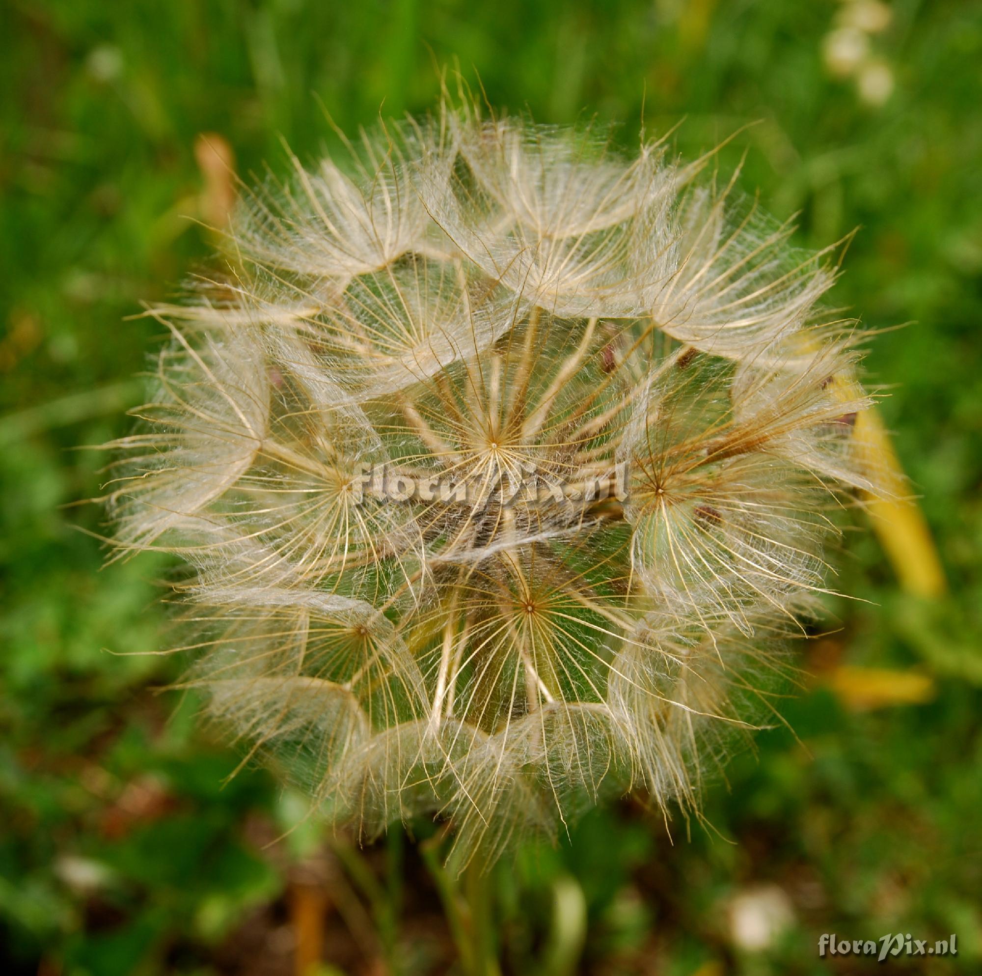 Tragopogon dubius