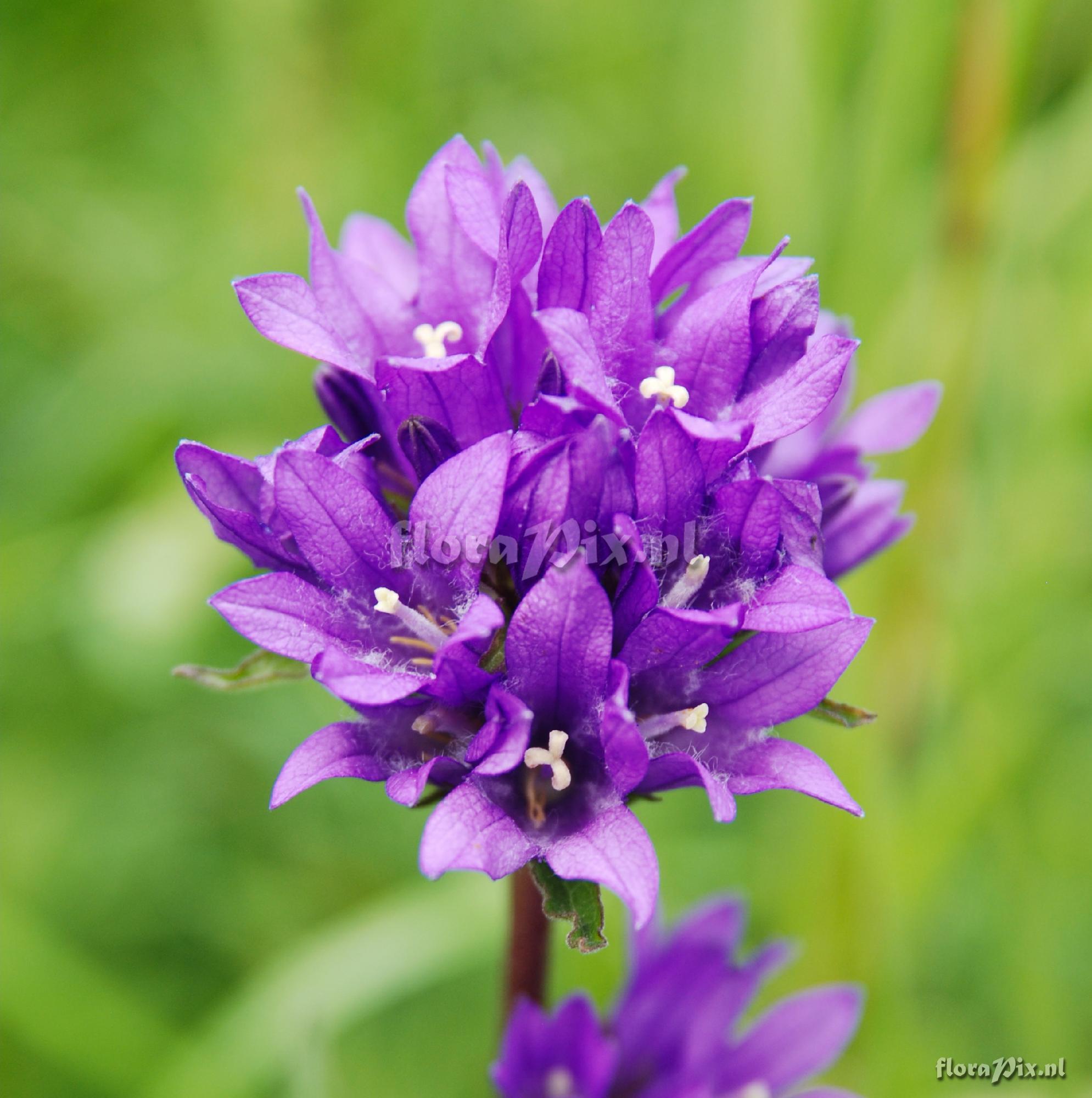 Campanula glomerata