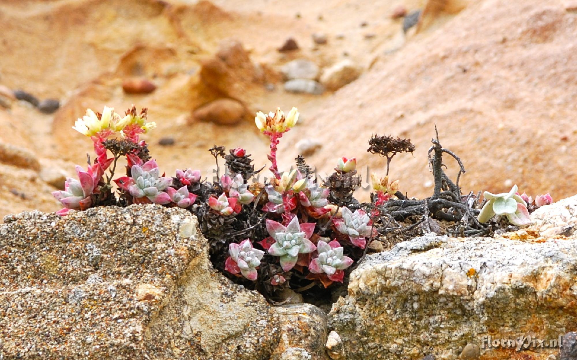 Dudleya farinosa