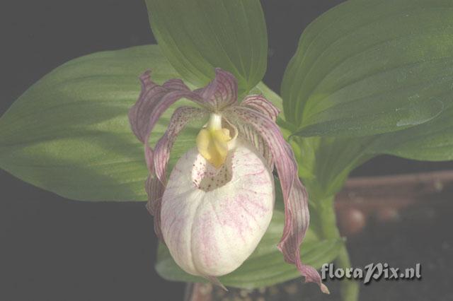 Cypripedium 