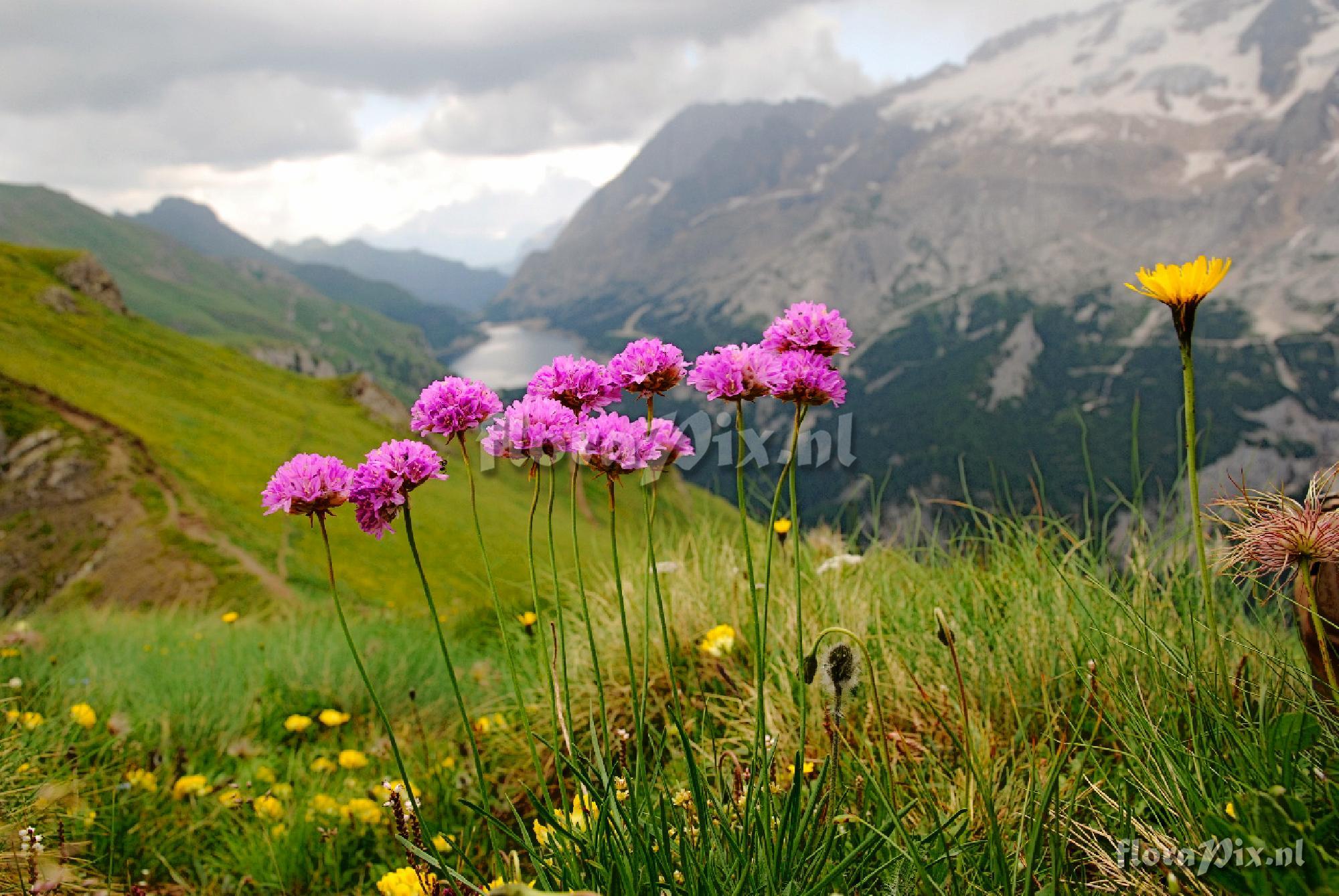 Armeria alpina