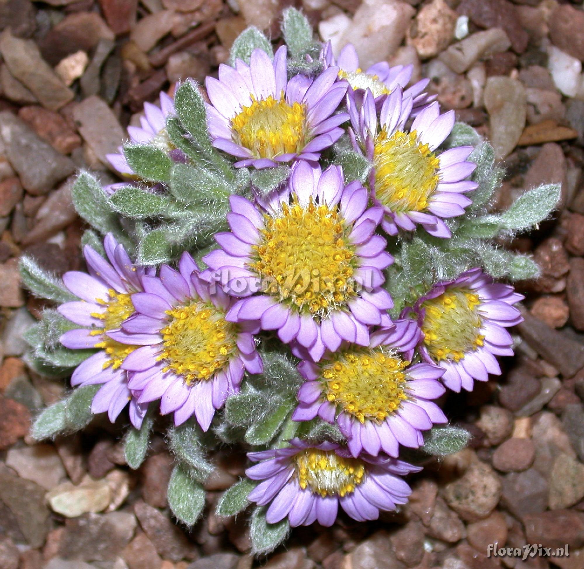 Townsendia spathulata (Pryor Mtn form)