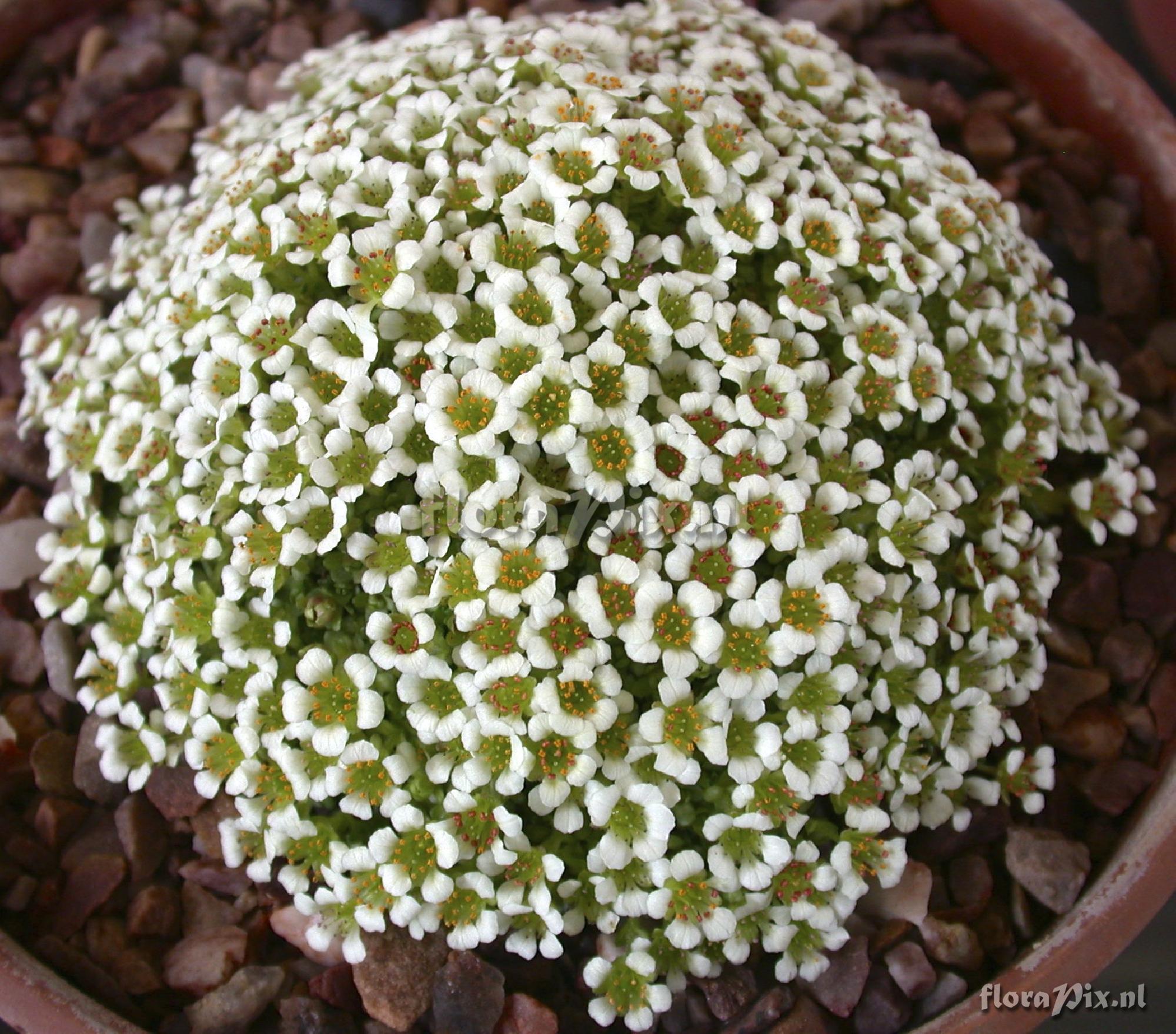 Saxifraga georgei