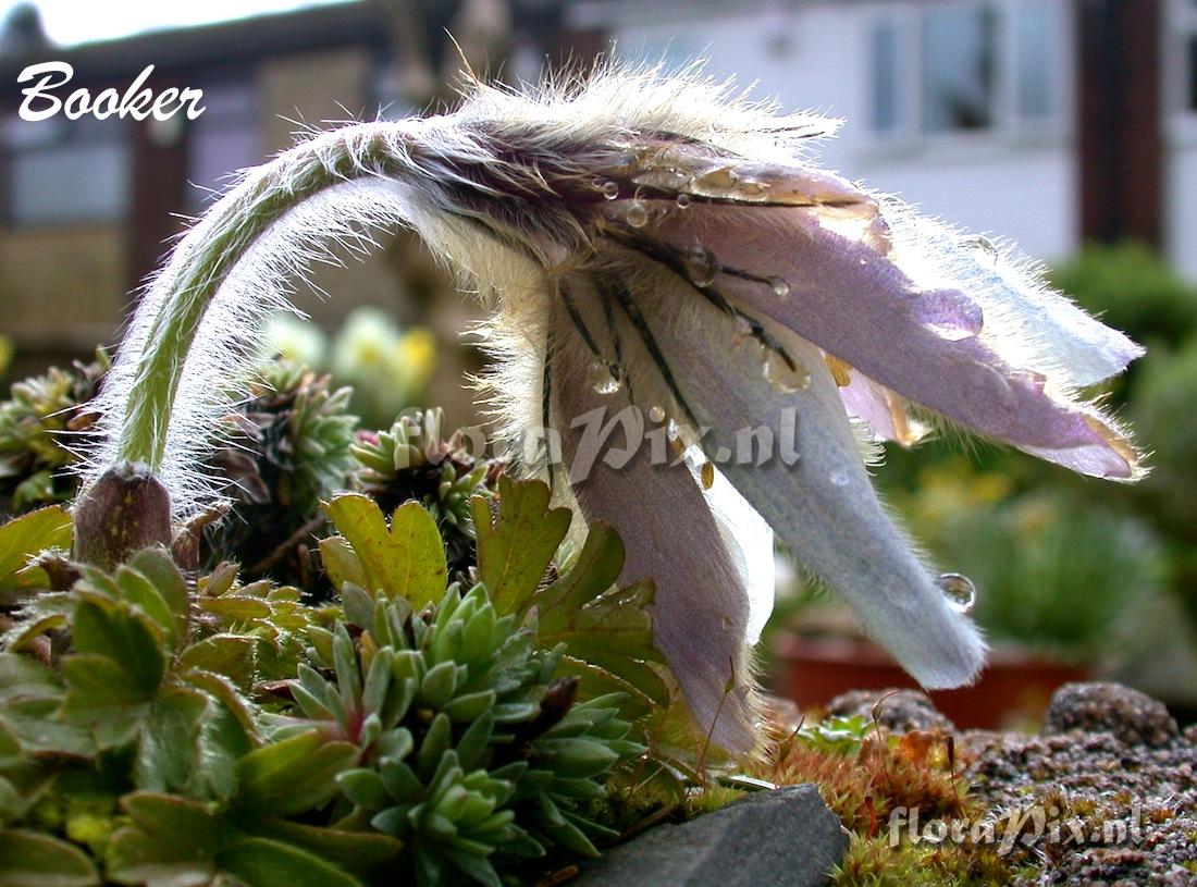 Pulsatilla vernalis