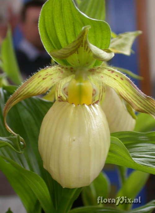 Cypripedium fasciolatum Close Up