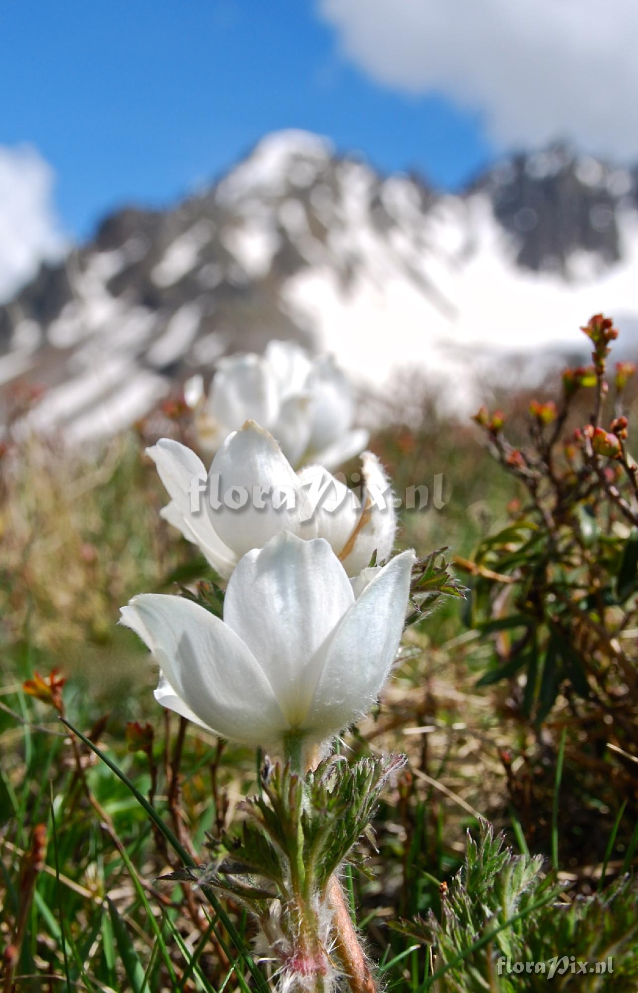 Pulsatilla alpina