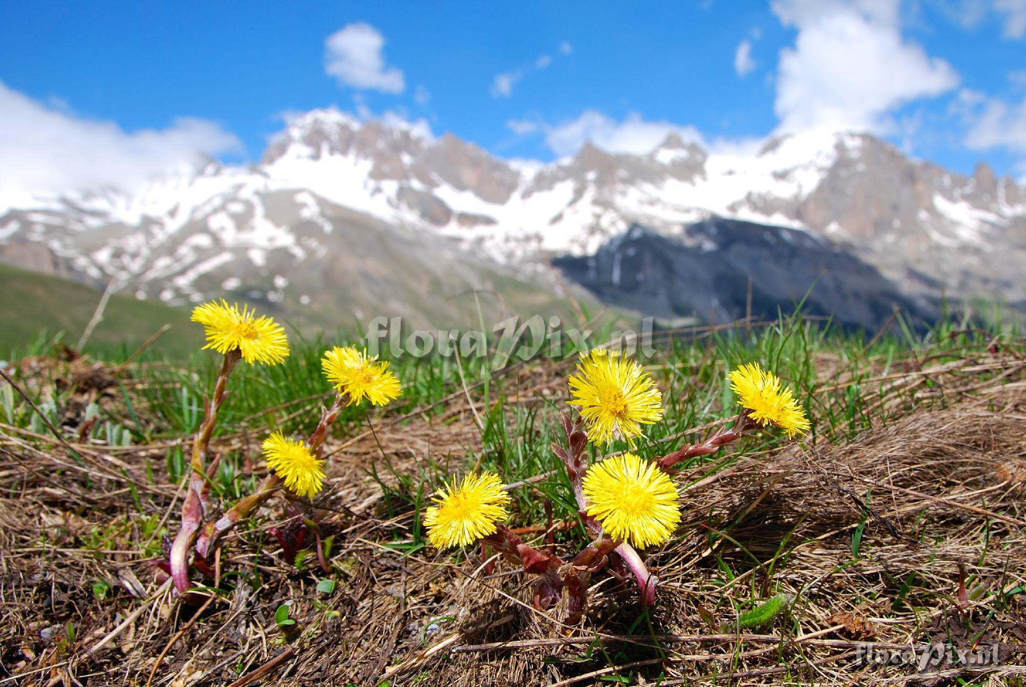 Tussilago farfara