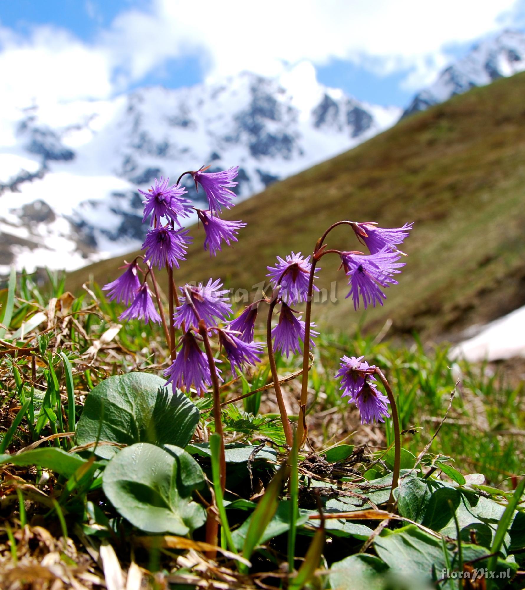 Soldanella alpina