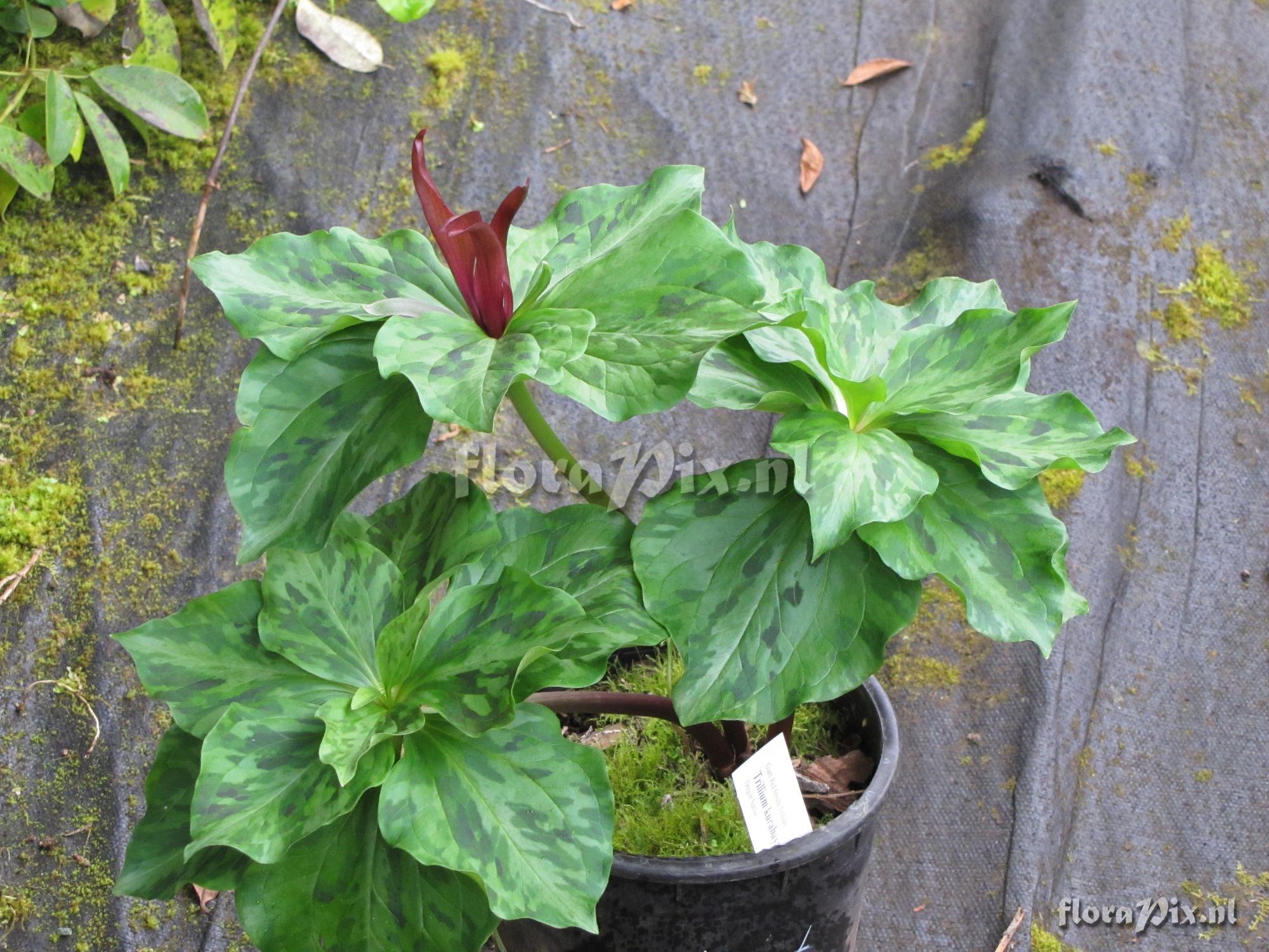 Trillium kurabayashii