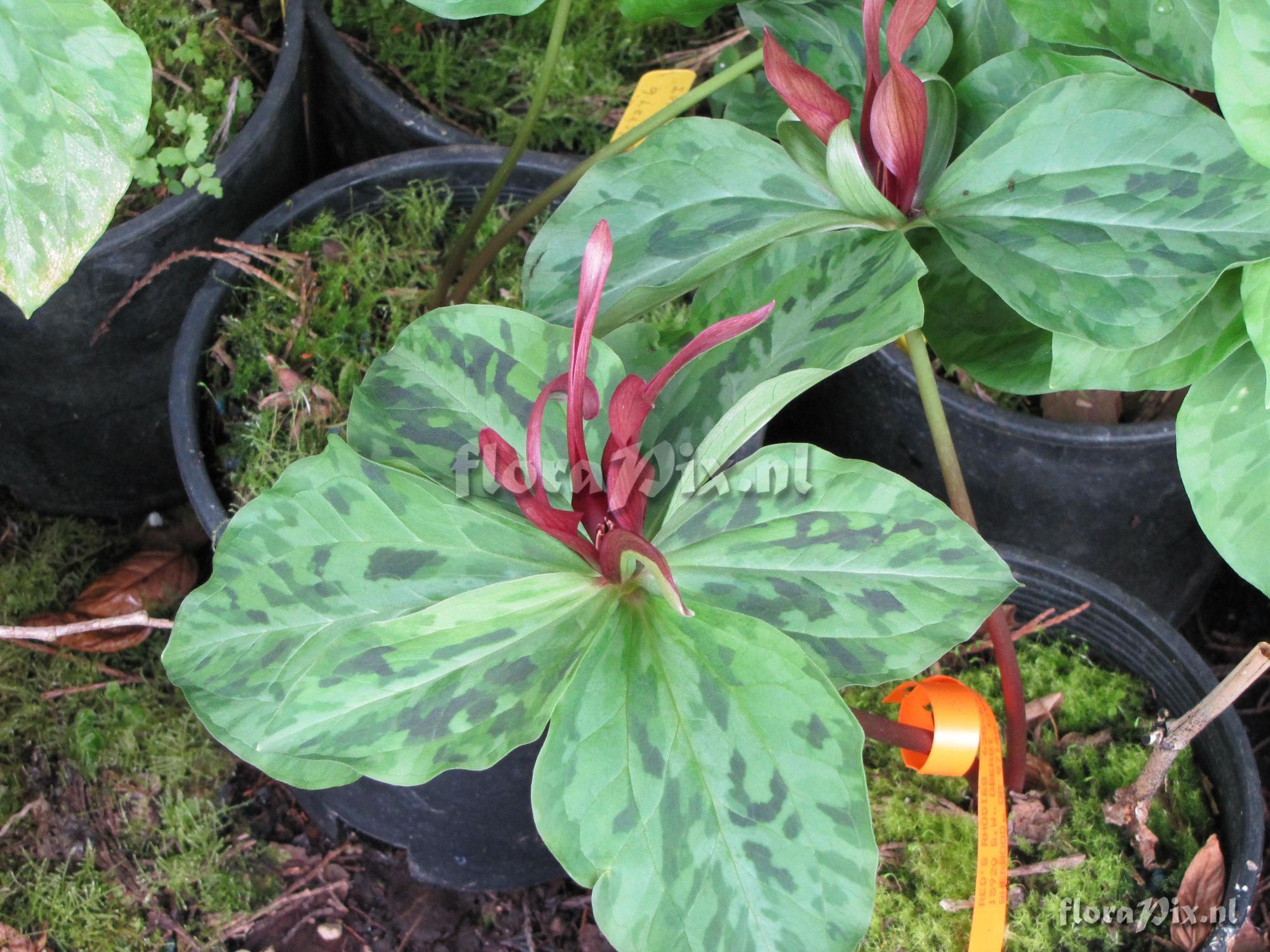 Trillium kurabayashii