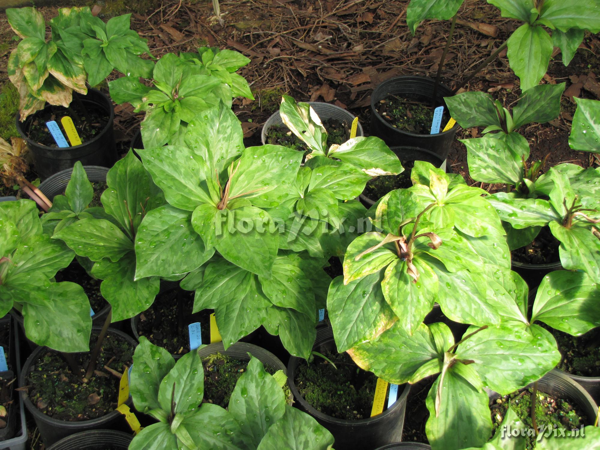 Trillium kurabayashii