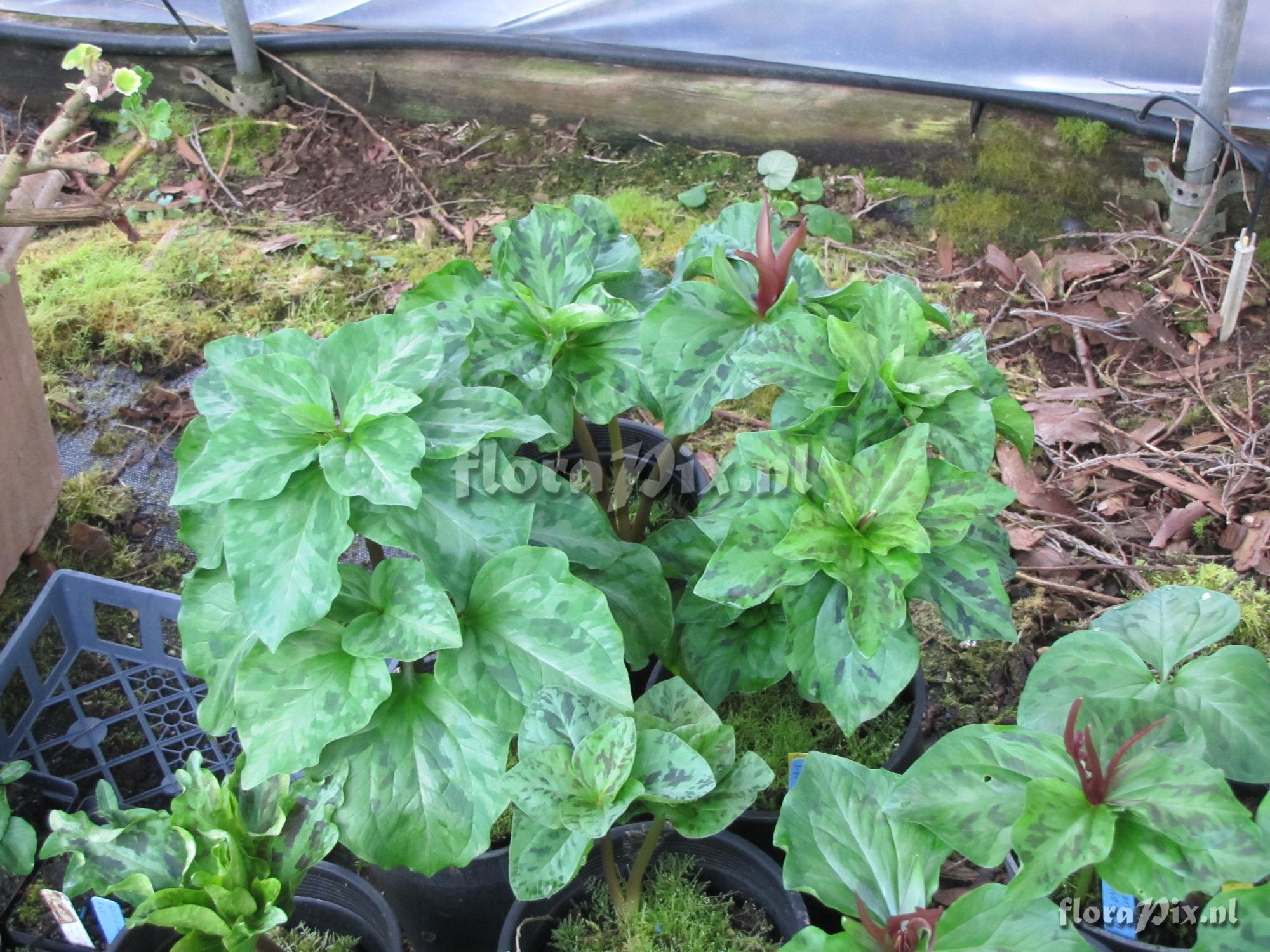 Trillium kurabayashii