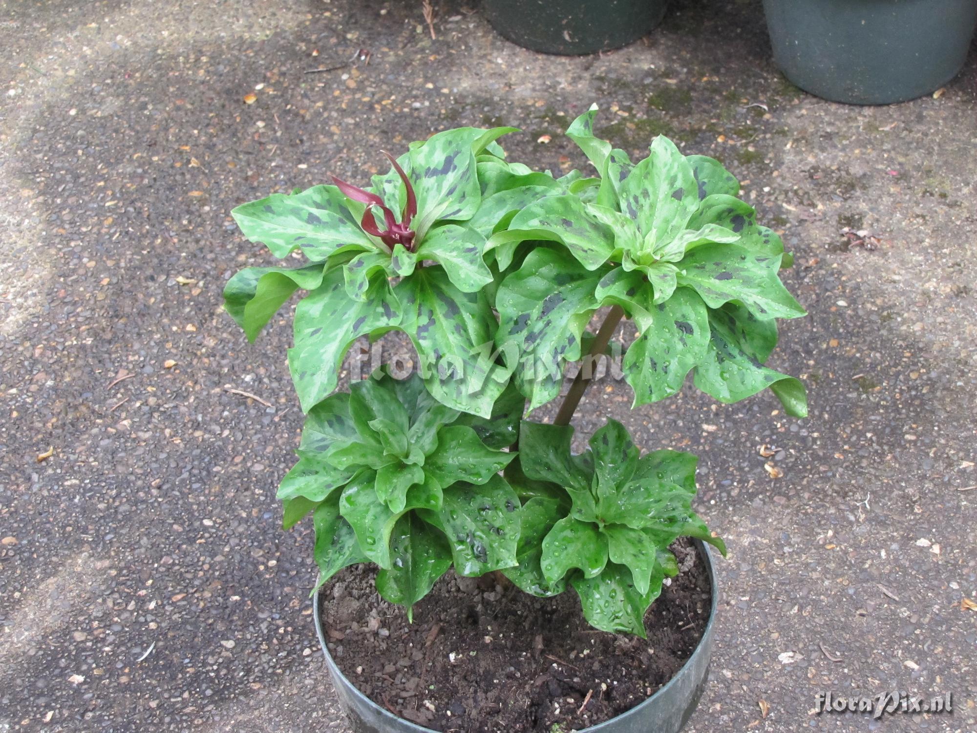 Trillium kurabayashii