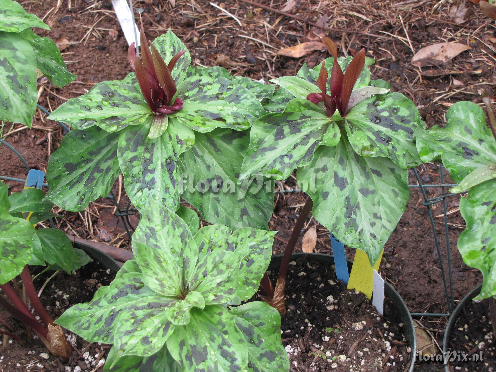 Trillium kurabayashii