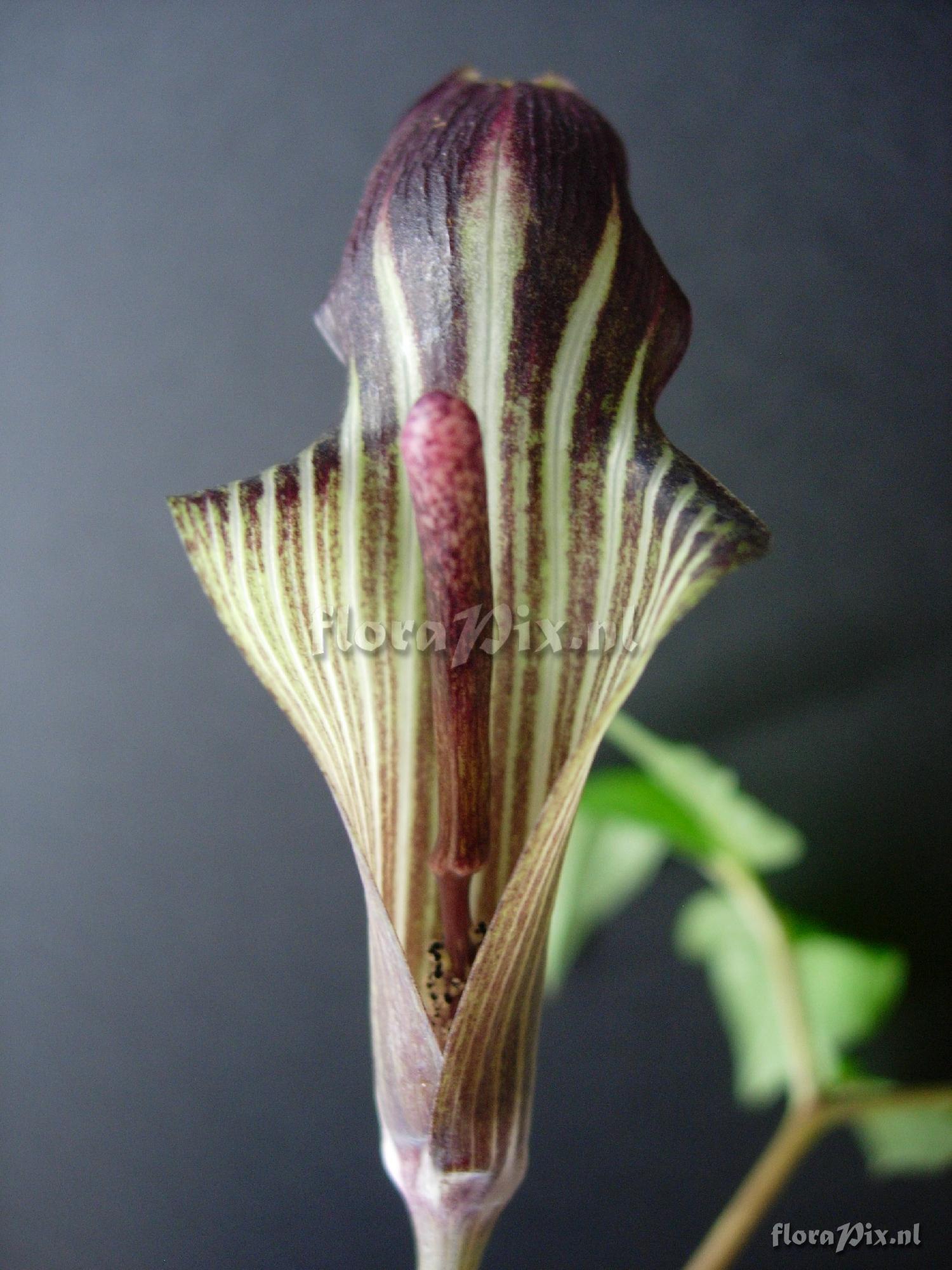 arisaema unidentified