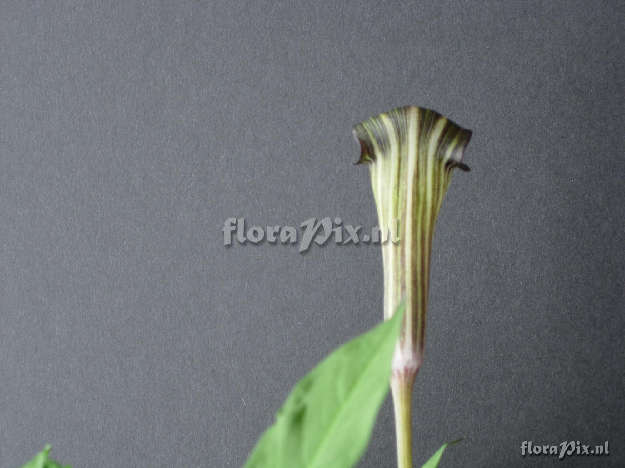 arisaema unidentified