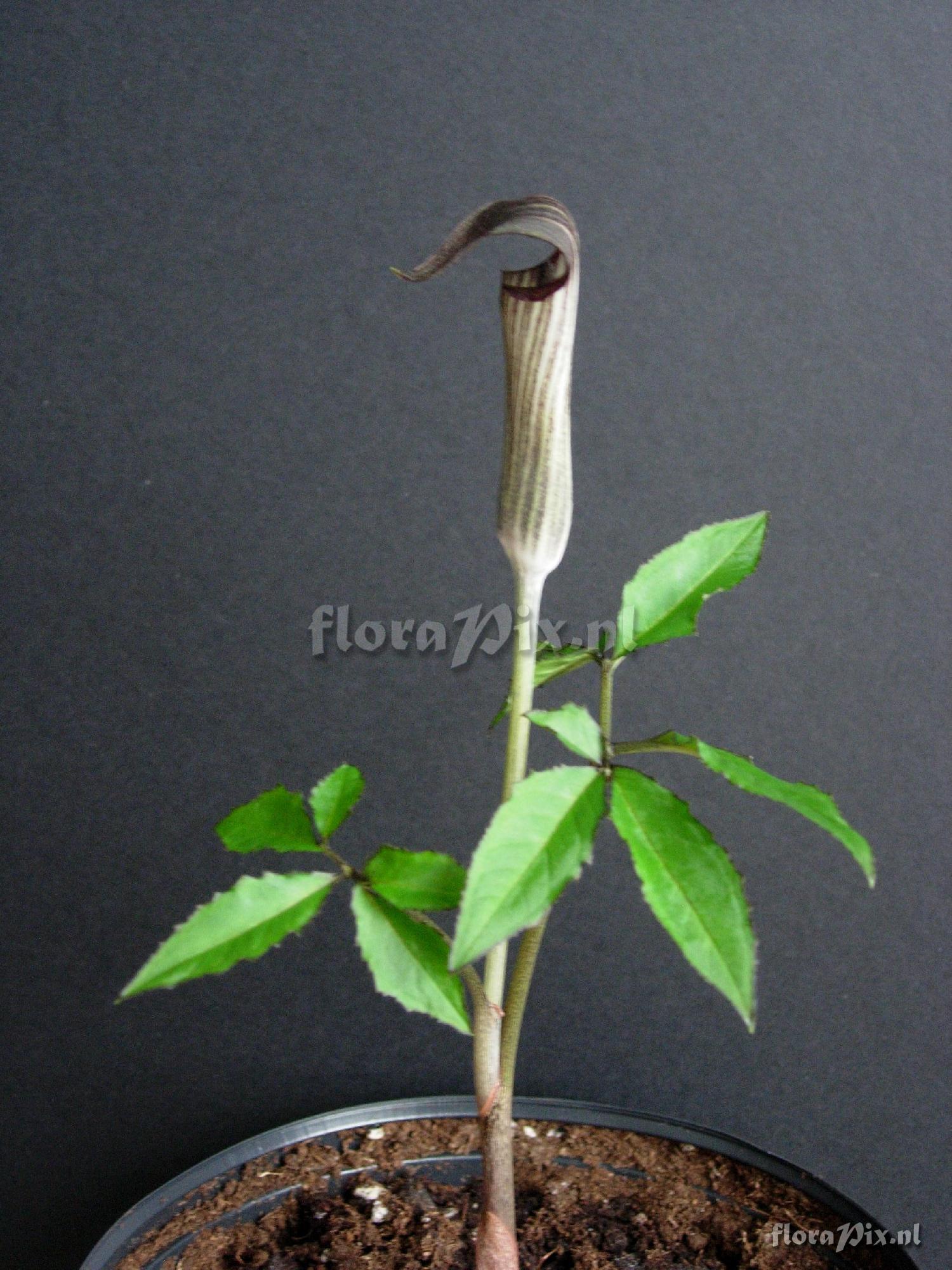 Arisaema nambae