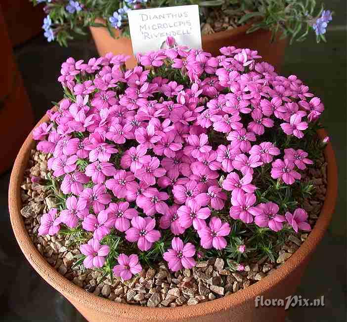 Dianthus microlepis Rivendell