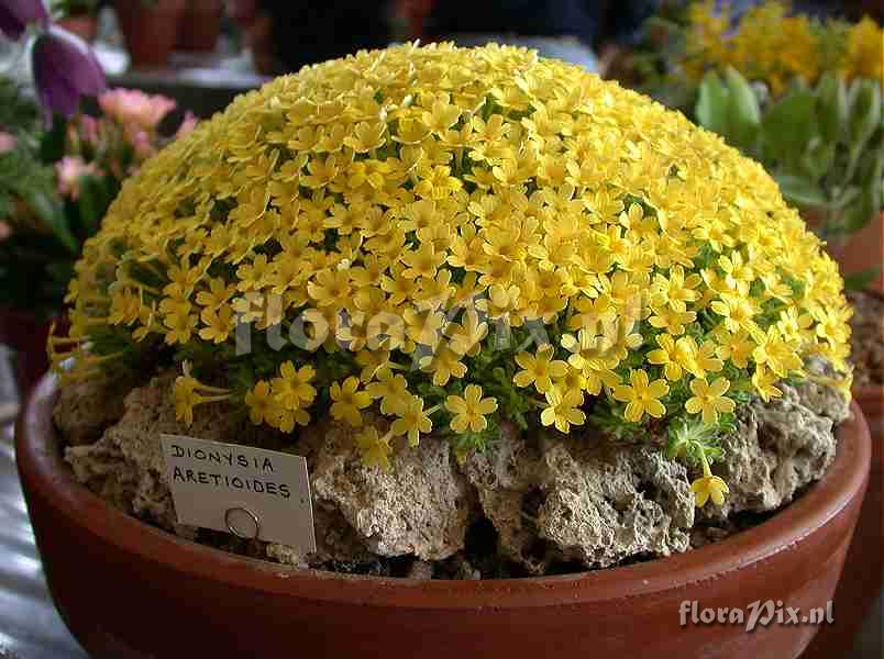 Dionysia aretioides