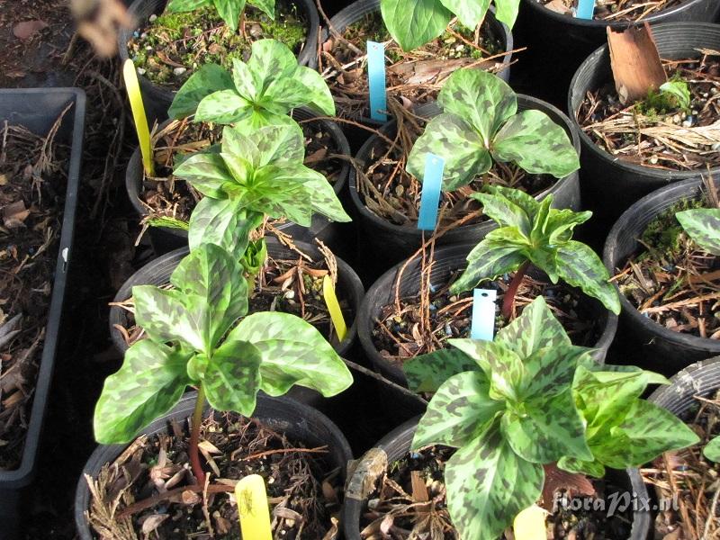 Trillium kurabayashii