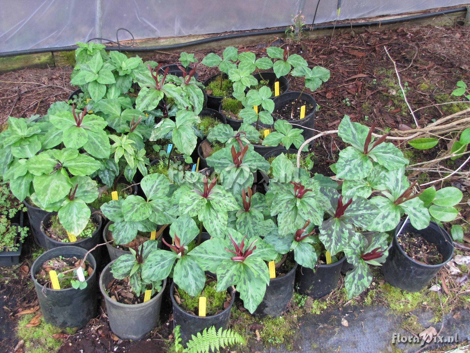 Trillium kurabayashii