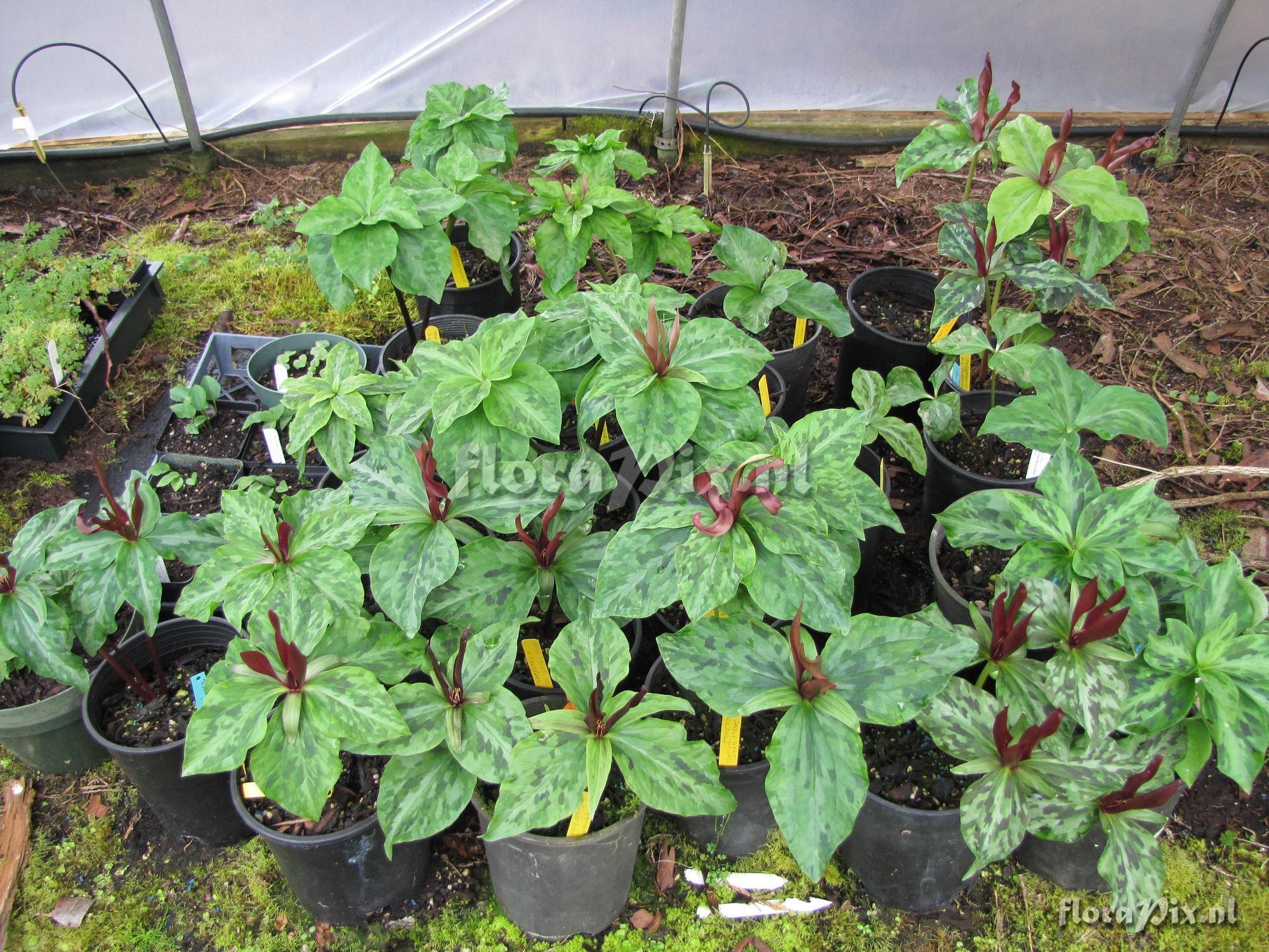 Trillium kurabayashii