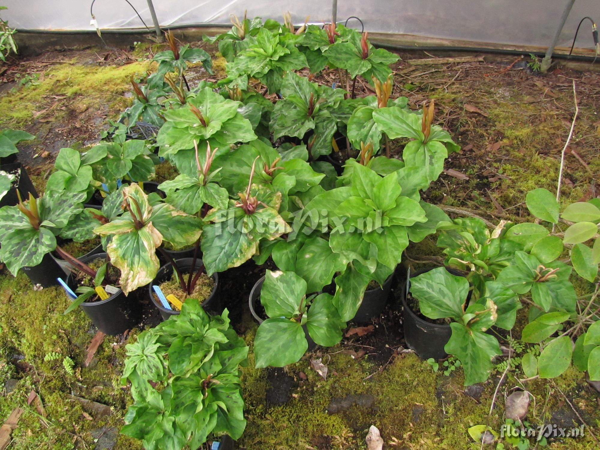 Trillium kurabayashii