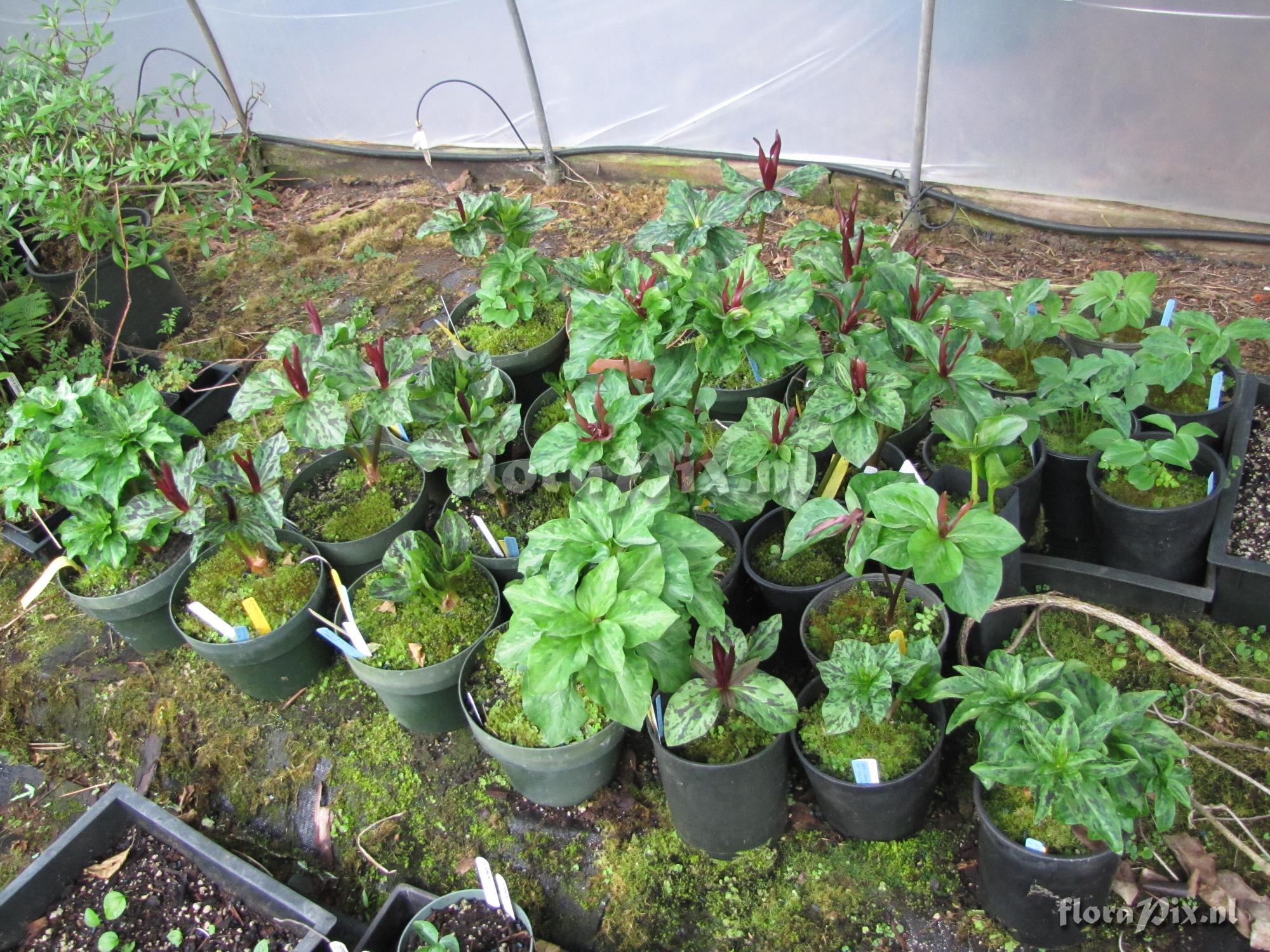 Trillium kurabayashii