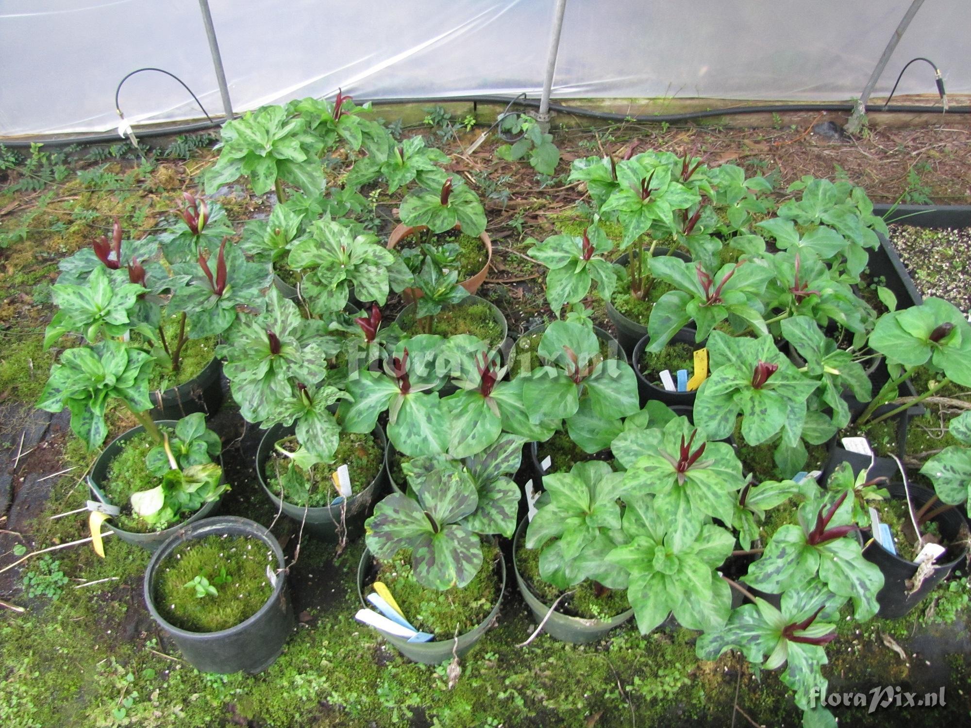 Trillium kurabayashii