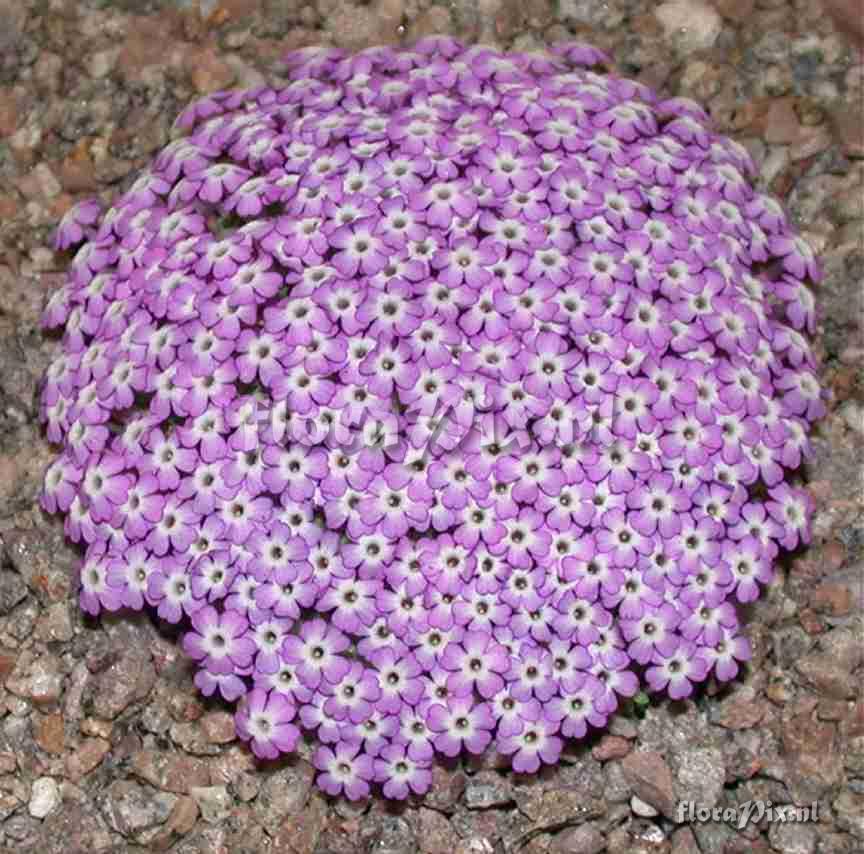 Dionysia bryoides