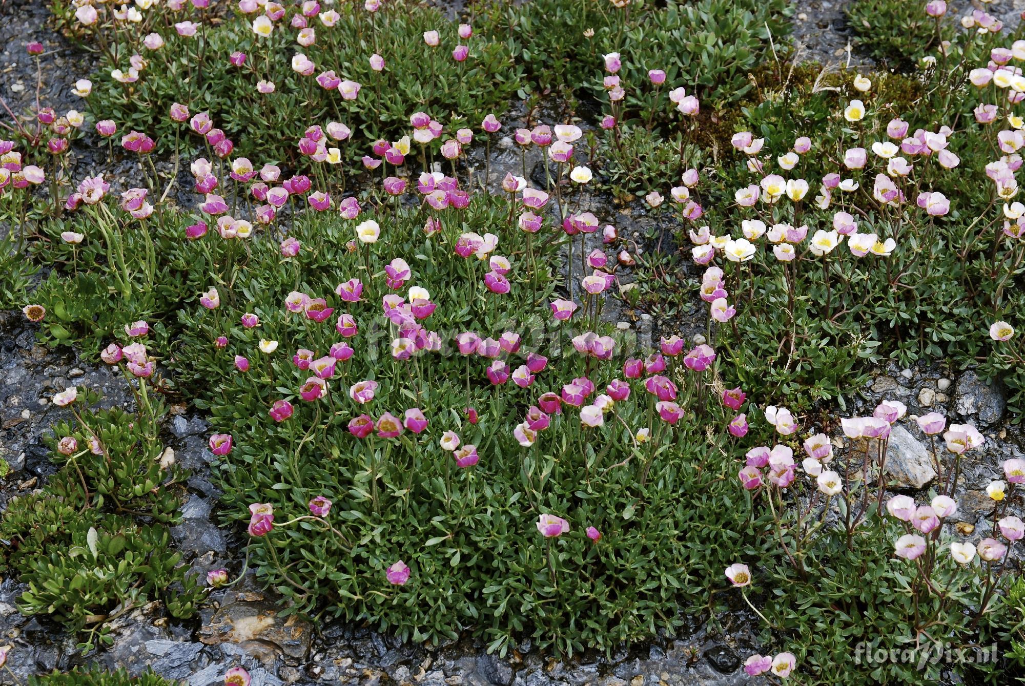 Ranunculus glacialis