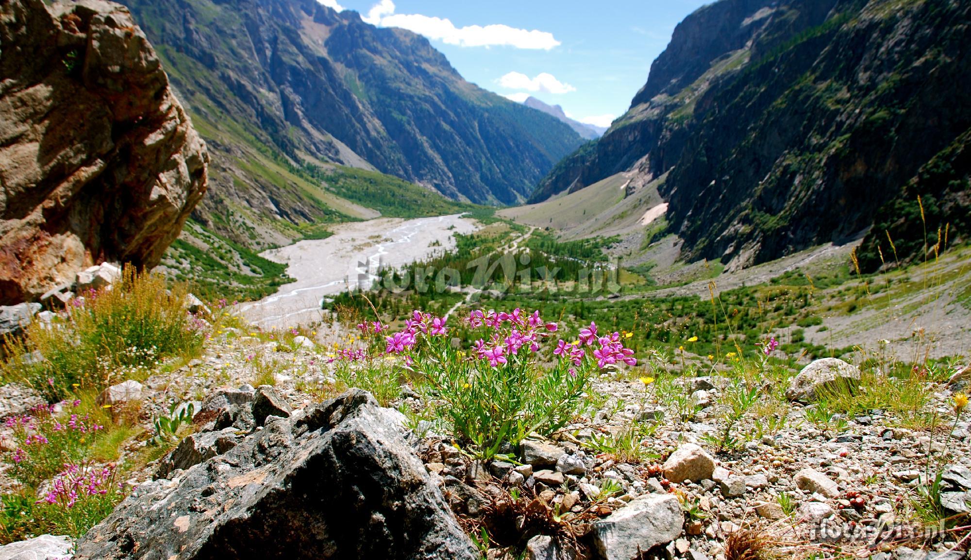 Epilobium fleischeri