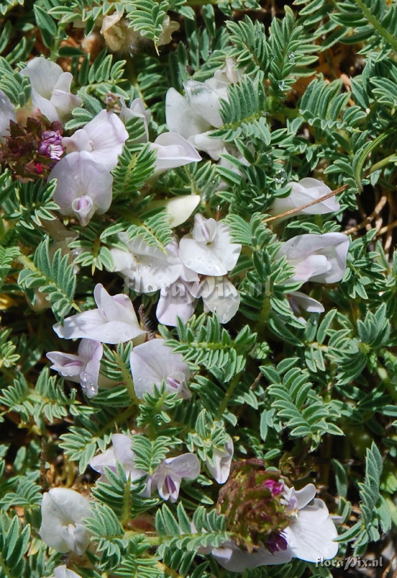 Astragalus sempervirens