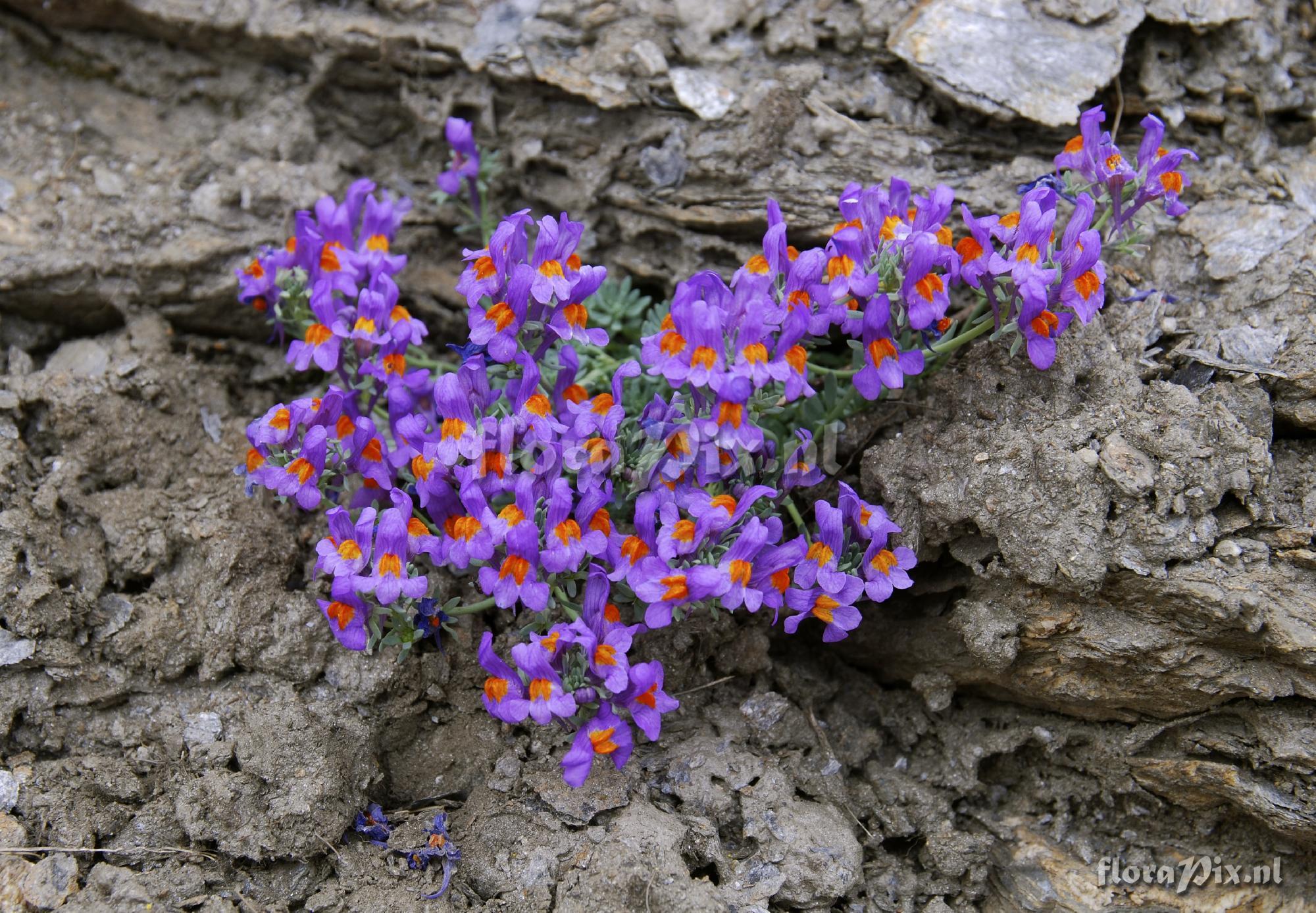 Linaria alpina